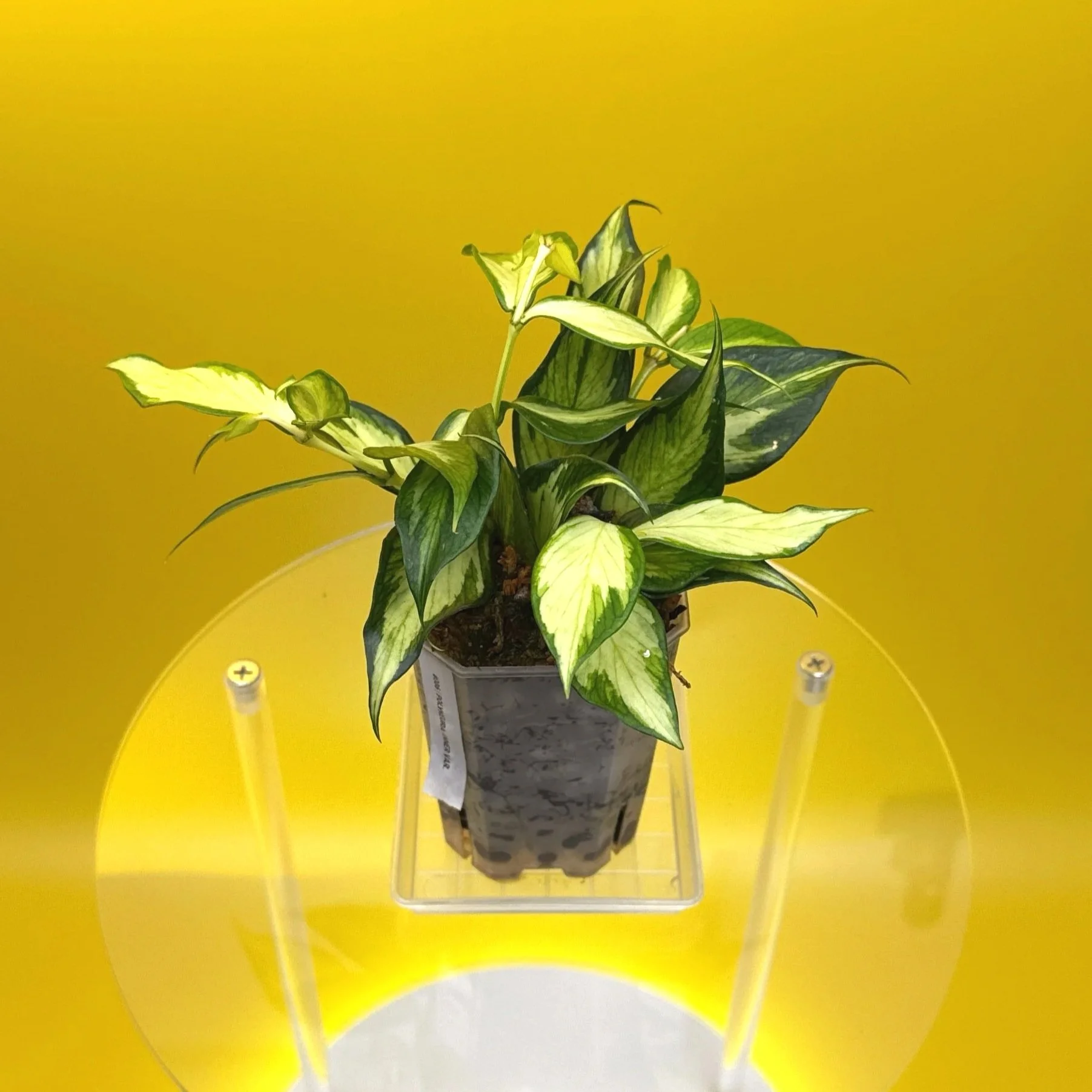 Hoya Polyneura Albomarginata Inner Variegated multi-planted in Small Square Clear Pot for sale | Shop Rare Variegated Hoya Houseplants in Sydney, Australia | Melty Plants E-Store, Online