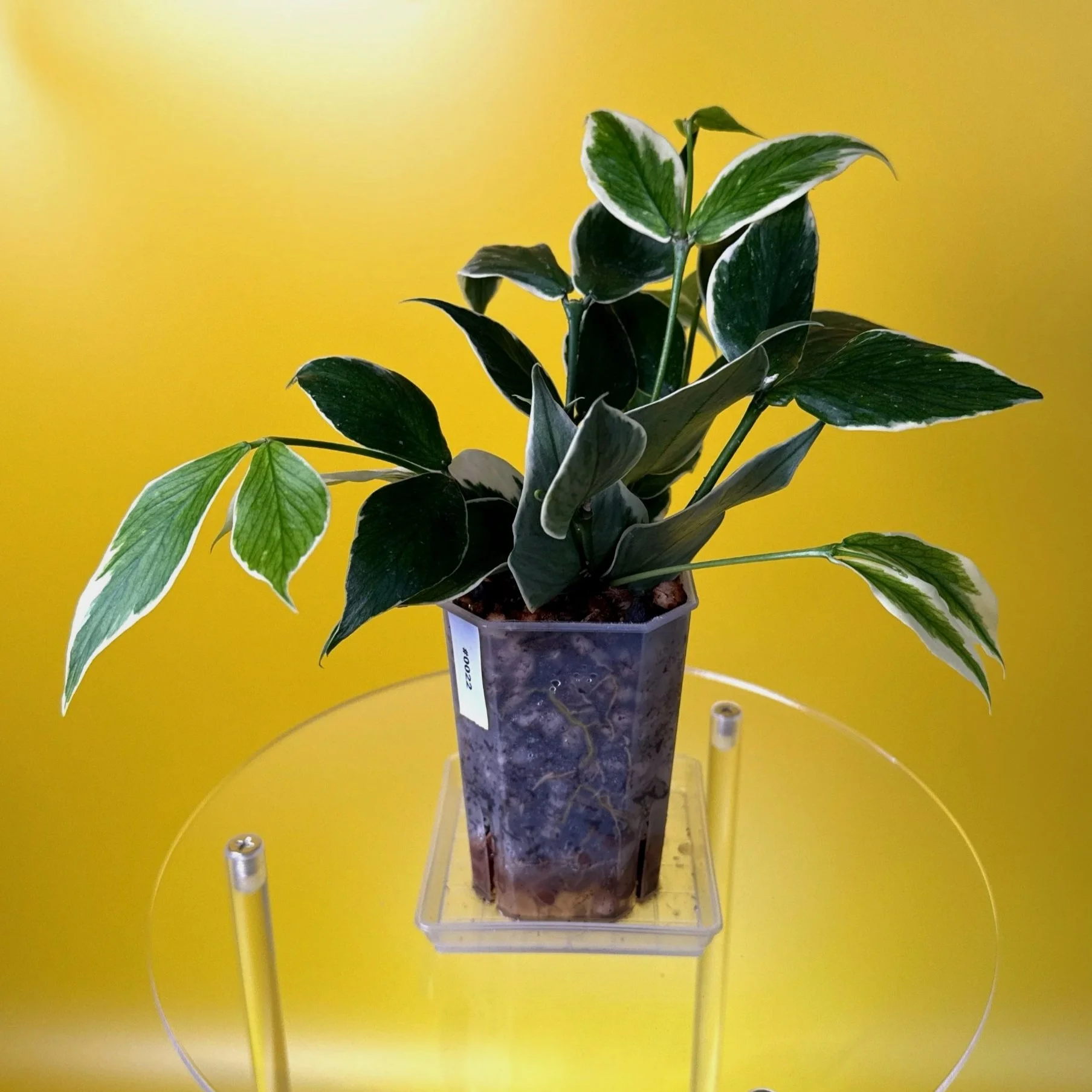Hoya Polyneura Albomarginata | Shop Rare Hoya Houseplants in Sydney, Australia | Melty Plants E-Store, Online