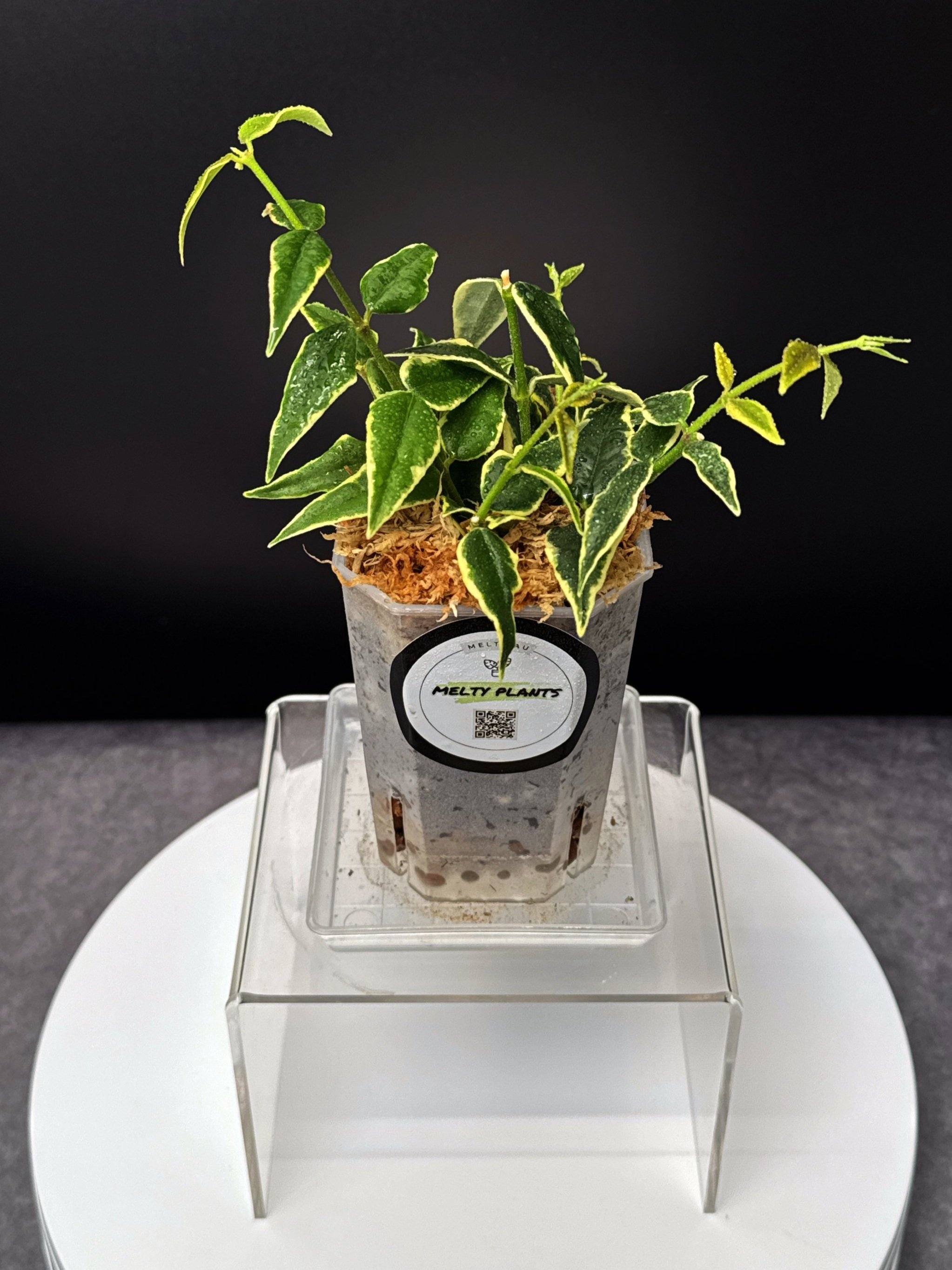 Hoya Bella Albomarginata in a Small Square, Clear Pot for sale | Shop Rare Hoya Houseplants in Sydney, Australia | Melty Plants E-Store Online