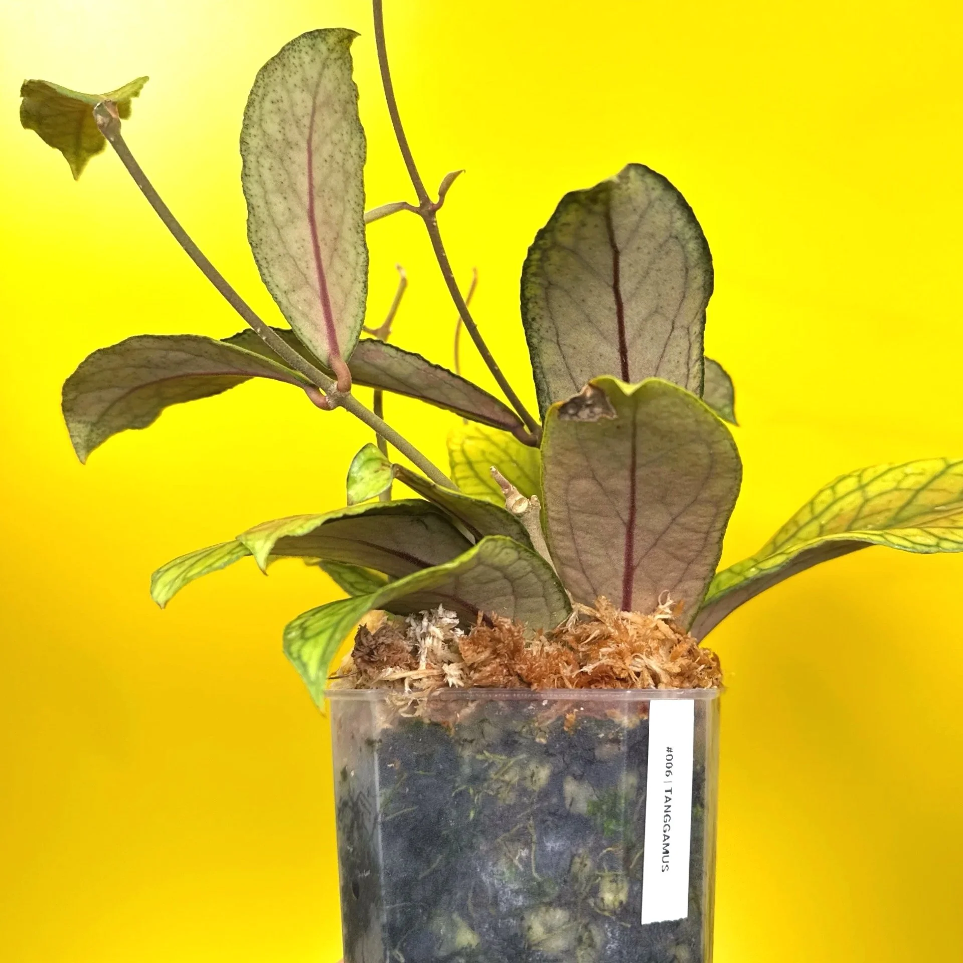 Hoya Tanggamus | Shop Rare Large Leaf Hoya Plants in Sydney, Australia | Melty Plants E-Store, Online