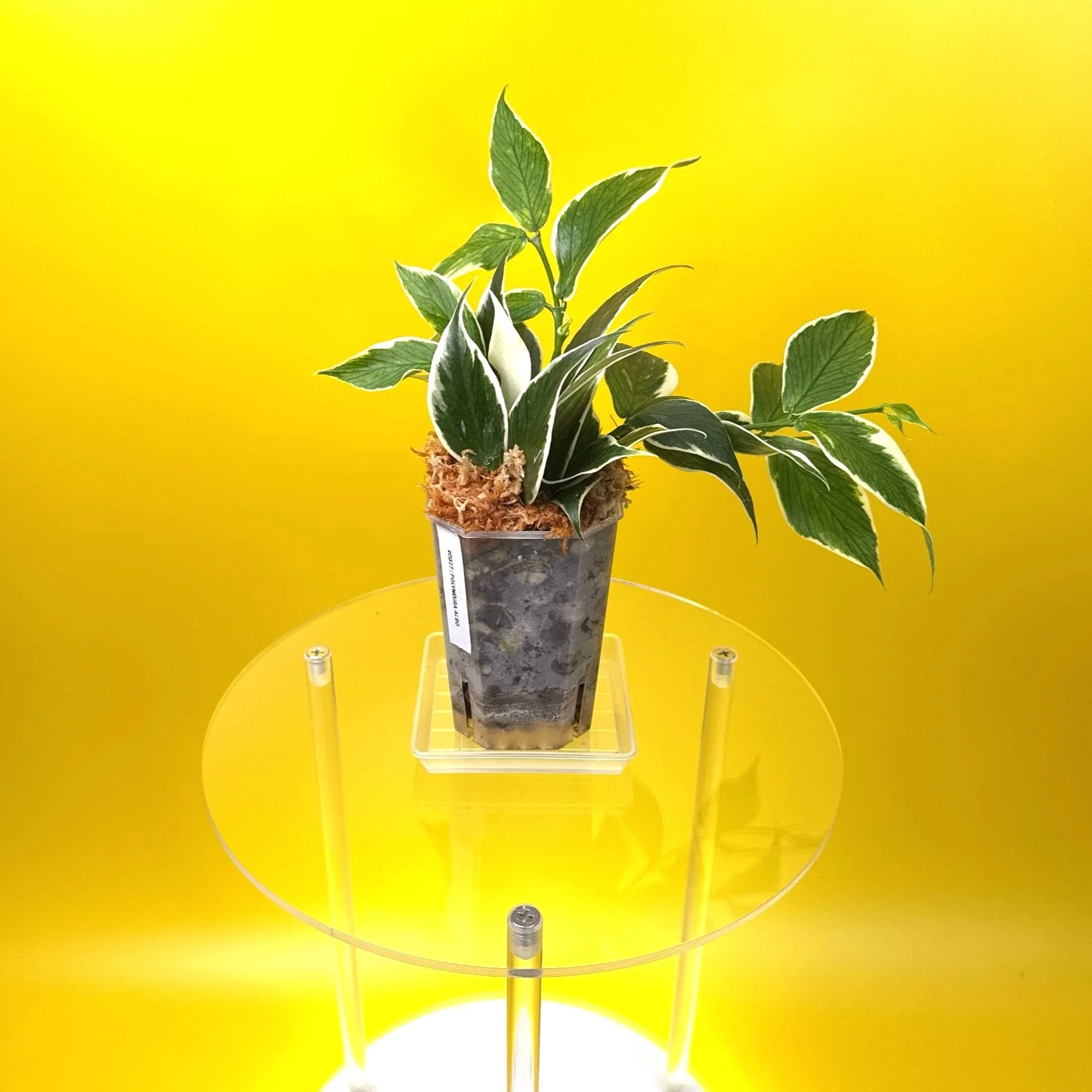 Hoya Polyneura Albomarginata | Shop Rare Hoya Houseplants in Sydney, Australia | Melty Plants E-Store, Online