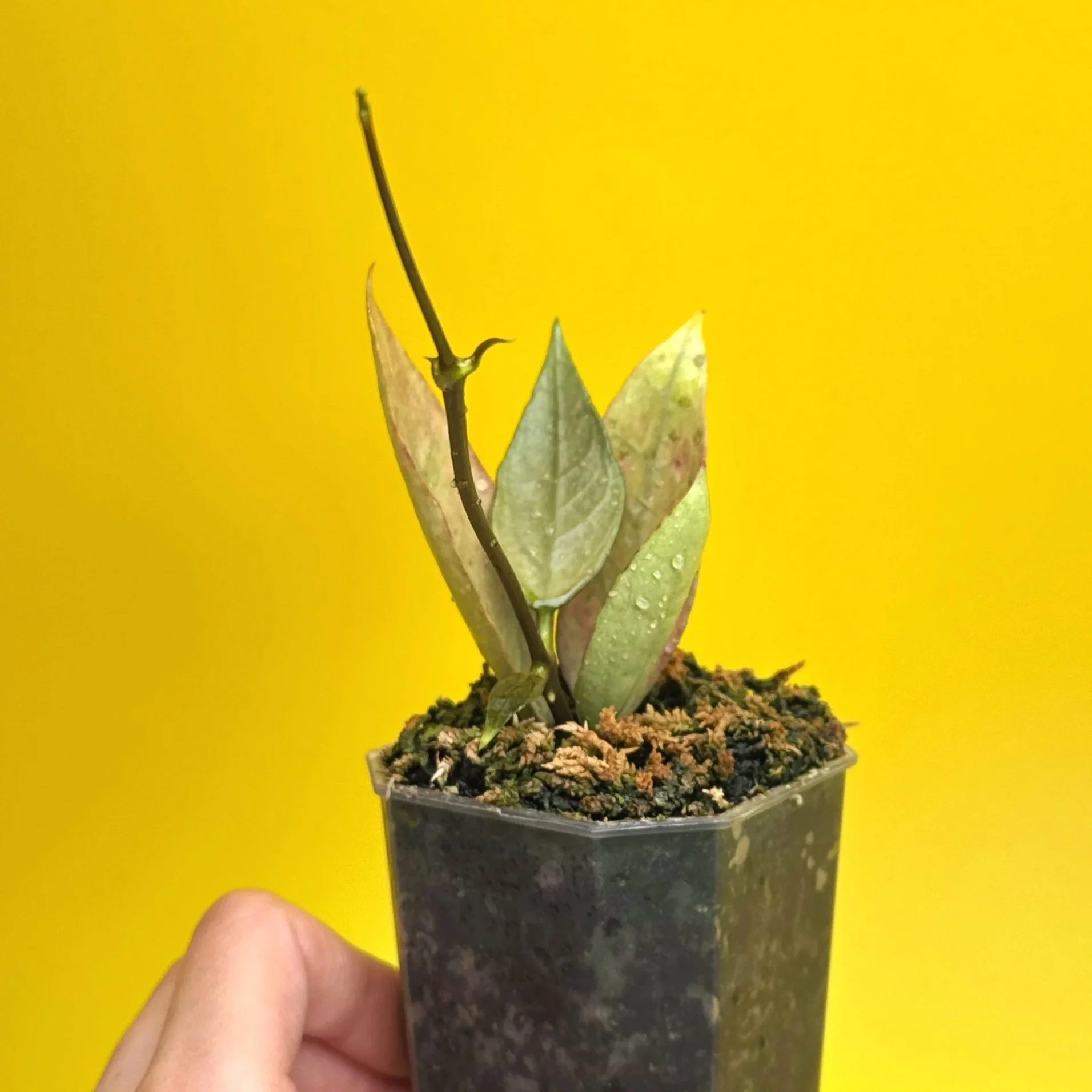 Hoya Sp. Germany Silver | Shop Rare Silver Hoya Houseplants from Sydney, Australia | Melty Plants E-Store Online