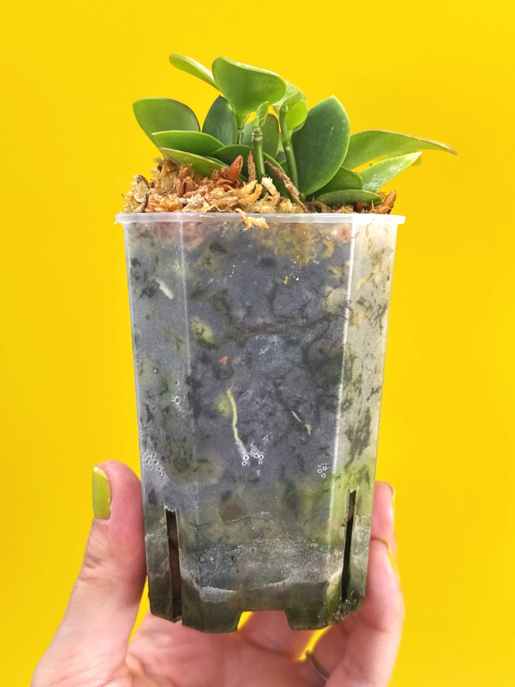 Hoya Collina in a small clear square pot for sale | Shop Rare Hoya Plants in Sydney, Australia | Melty Plants E-Store, Online