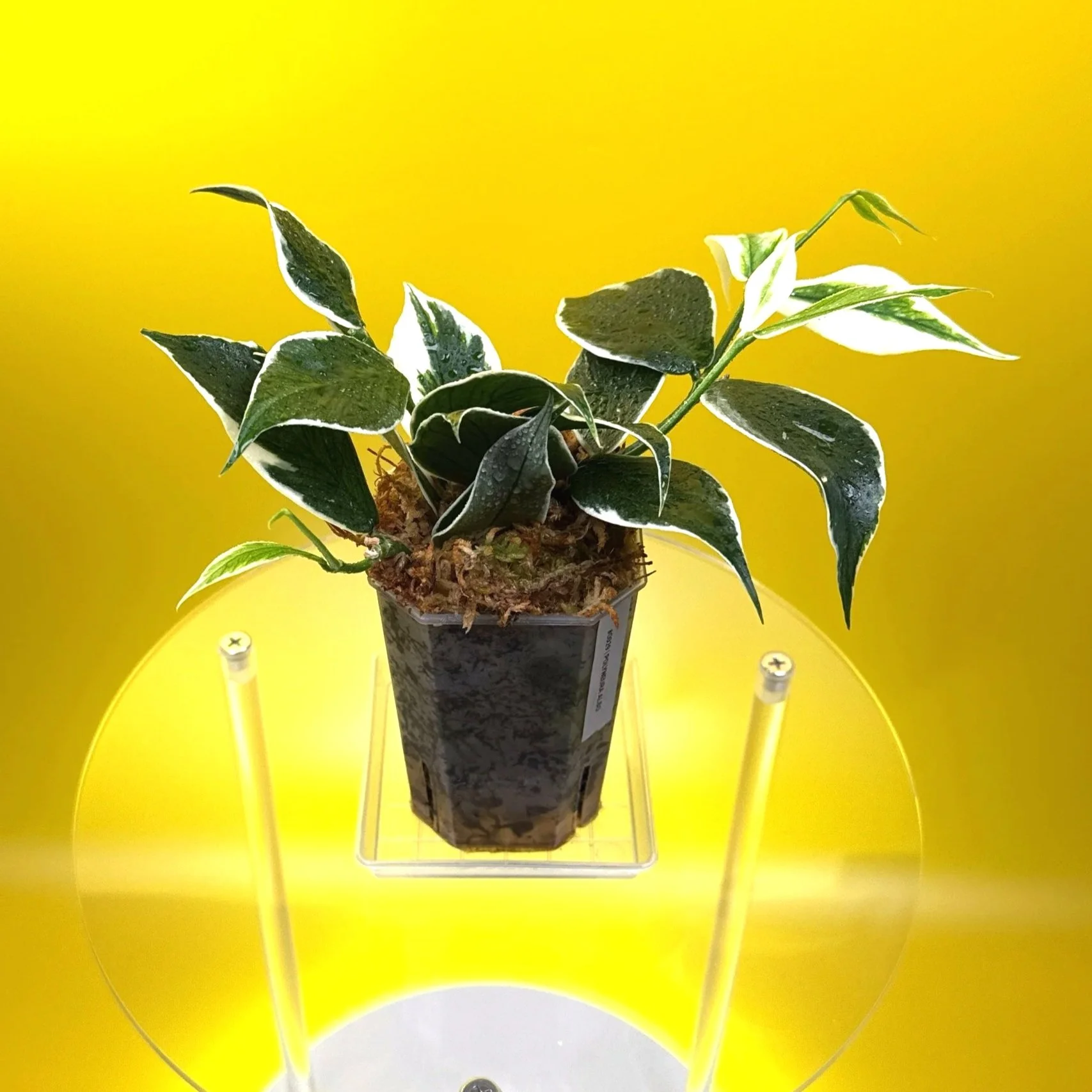 Hoya Polyneura Albomarginata | Shop Rare Hoya Houseplants in Sydney, Australia | Melty Plants E-Store, Online