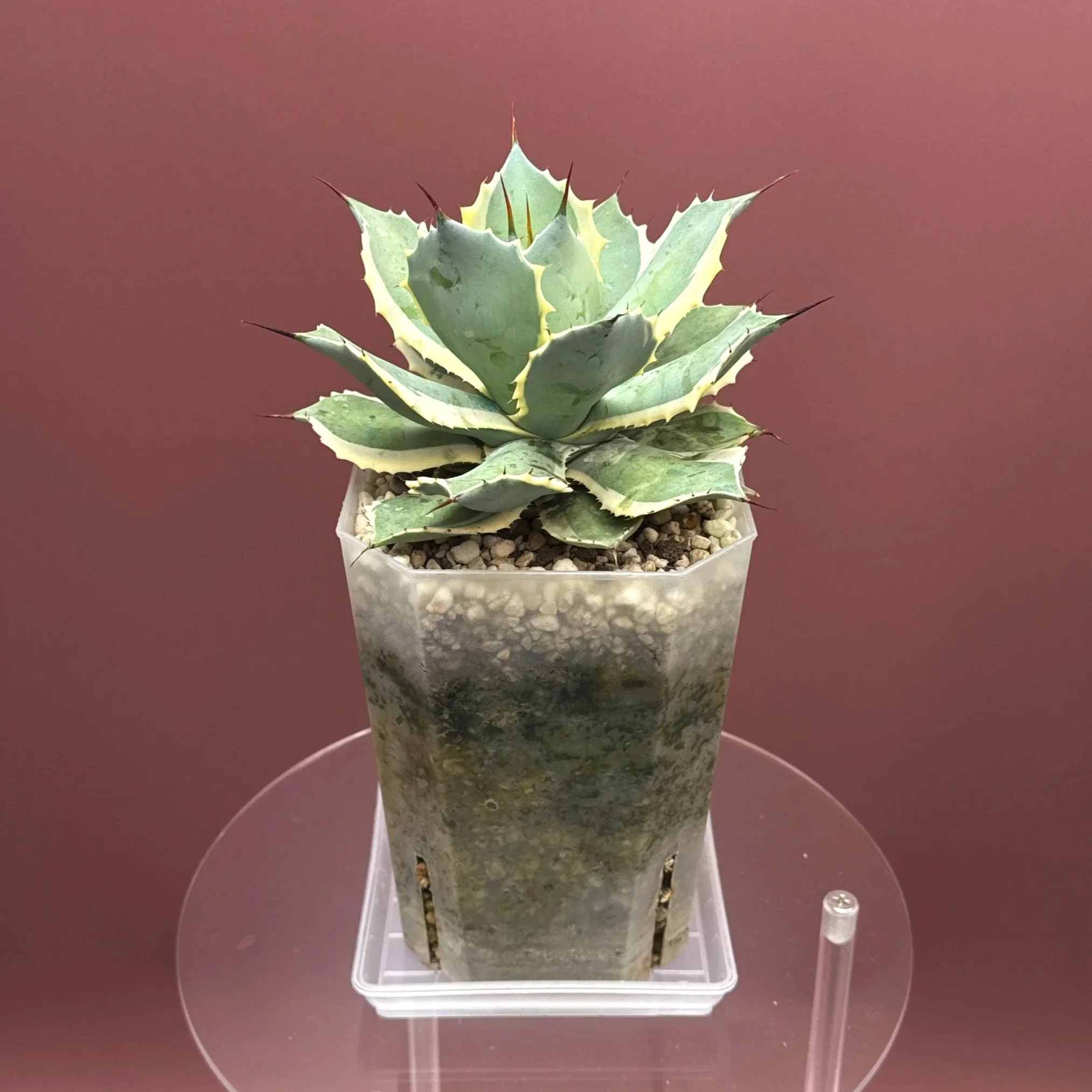 AGAVE Potatorum 'EyeScream'