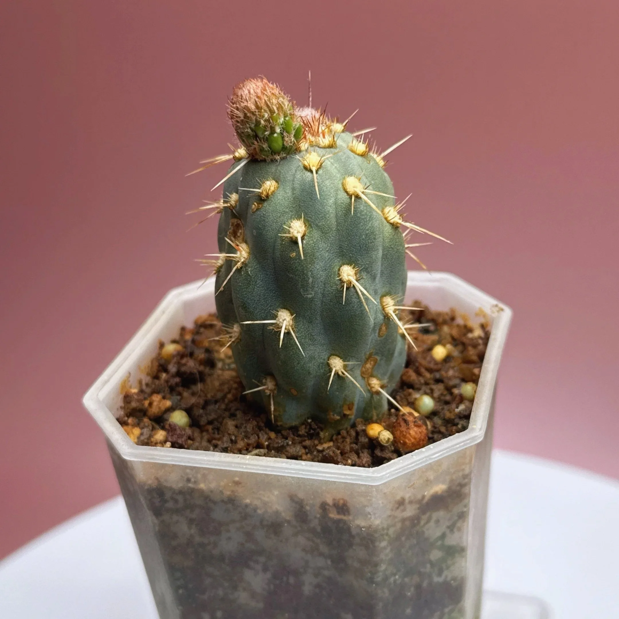 Cactus Miqueliopuntia Miquelii | Shop Rare Blue Cacti in Sydney, Australia | Melty Plants E-Store, Online