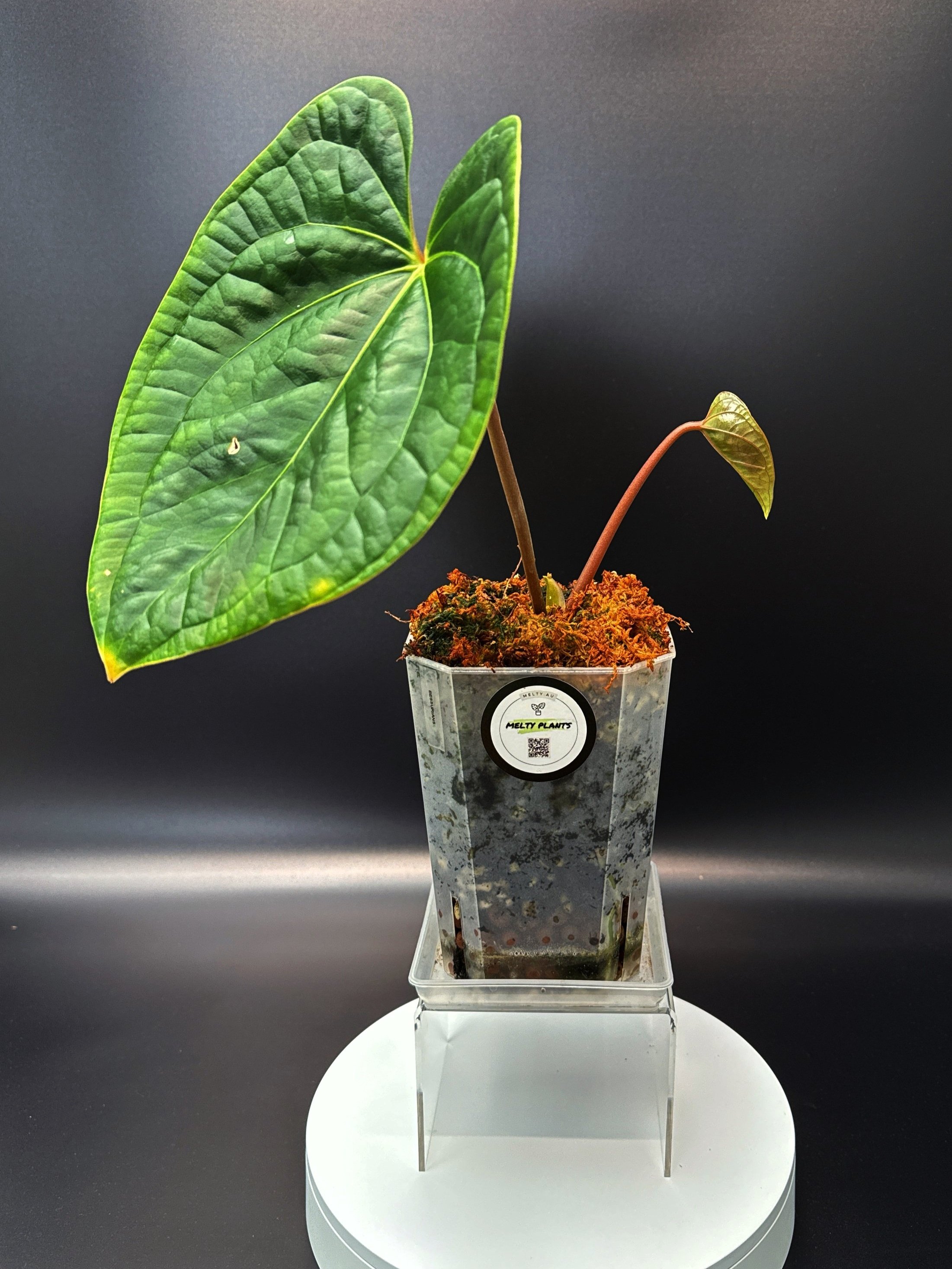 Anthurium Bessurians 'Besseae Aff. x Luxurians' in a large square pot + saucer | Shop Rare Australian Anthuriums in Sydney Australia | Melty Plants E-Store, Online