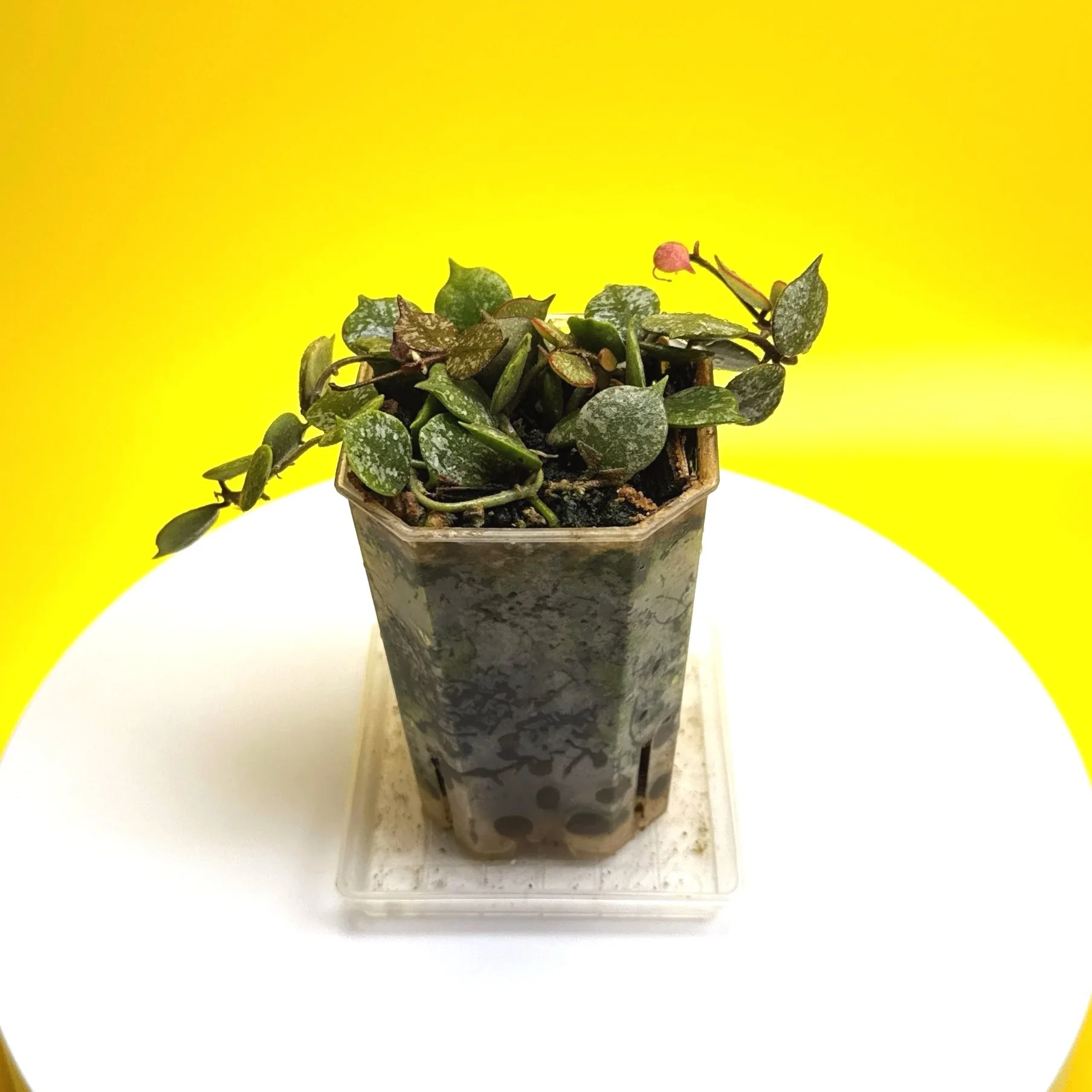 Hoya Curtisii multi-planted in a Small Square Clear Pot for sale | Shop Rare Hoya Houseplants in Sydney, Australia | Melty Plants E-Store, Online