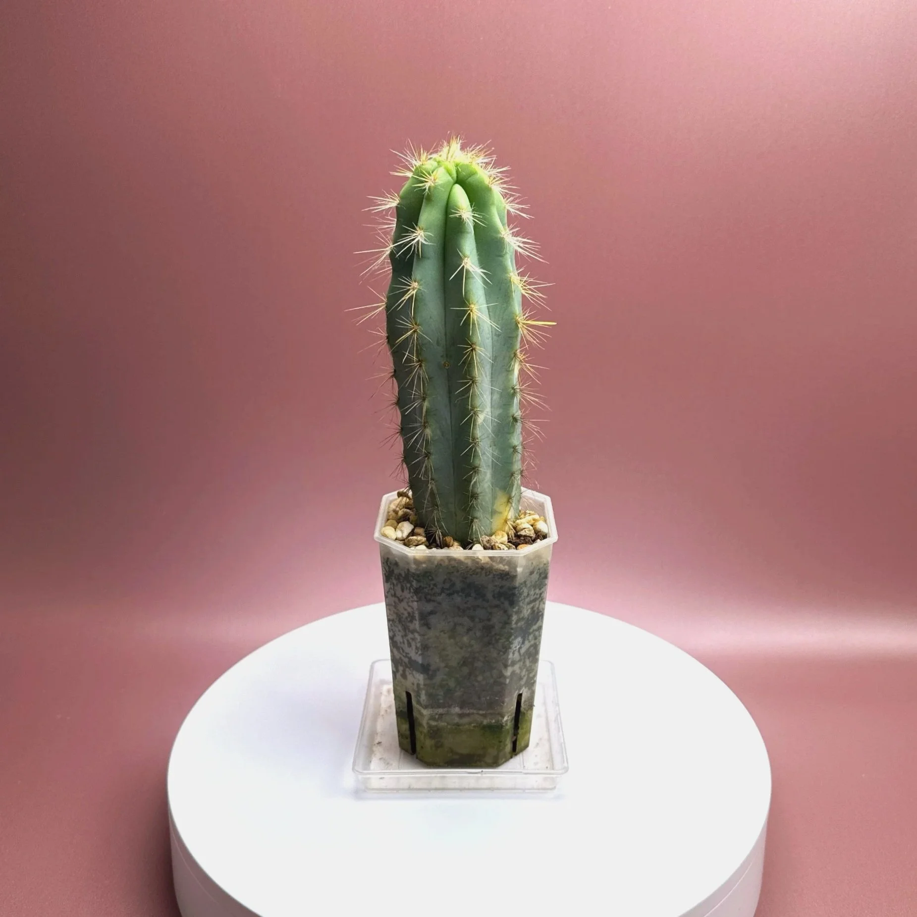 Highly desired and ultra rare Cactus Pilosocereus Pachycladus﻿ Variegated in a medium square sized clear pot for sale from Melty Plants Australia Sydney online store.