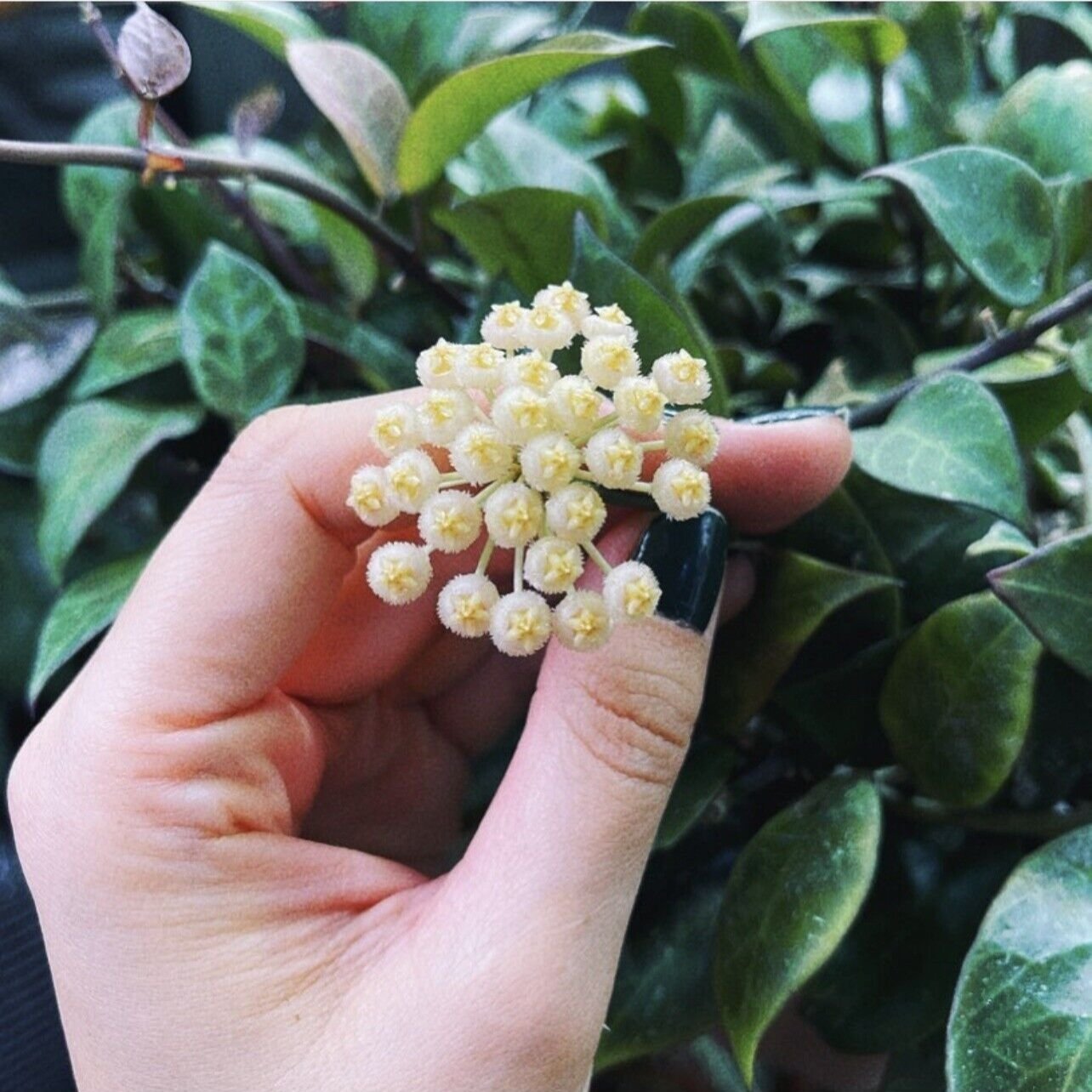 Hoya Sunrise flower bloom with peduncle | Shop Rare Hoya Plants | Melty Plants Store Online Sydney Australia