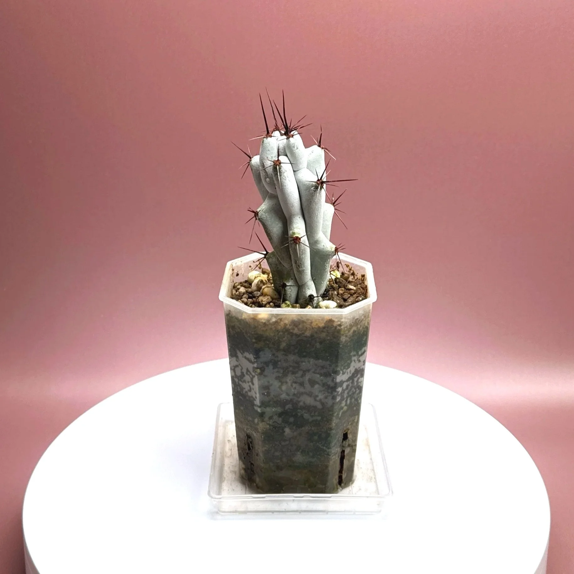 Cactus Stenocereus Beneckei 'Caterpillar' | Shop Rare White Cacti Plants in Sydney, Australia | Melty Plants E-Store Online