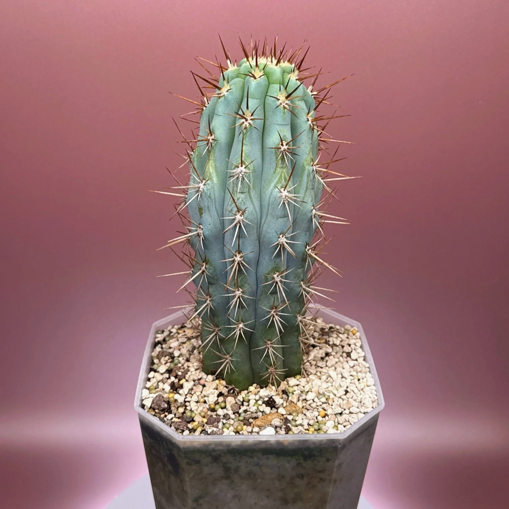 Cactus Azureocereus Hertlingianus 'Browningia Hertlingiana' | Shop Rare Blue Cacti in Sydney, Australia | Melty Plants E-Store, Online