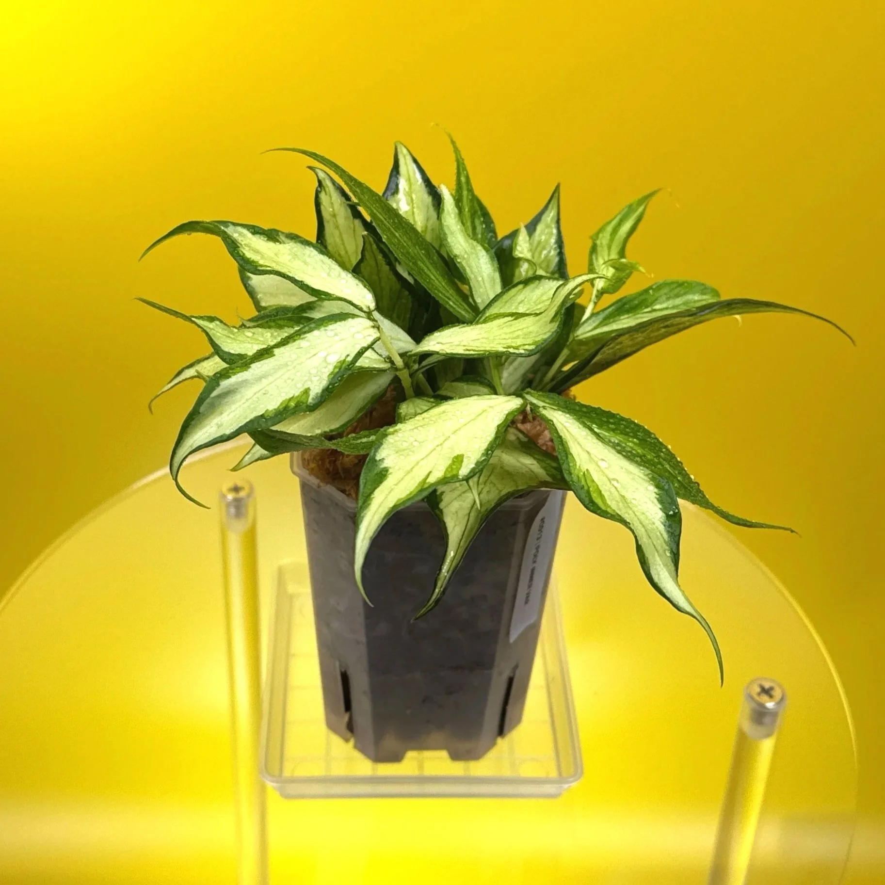 Hoya Polyneura Albomarginata Inner Variegated multi-planted in Small Square Clear Pot for sale | Shop Rare Variegated Hoya Houseplants in Sydney, Australia | Melty Plants E-Store, Online