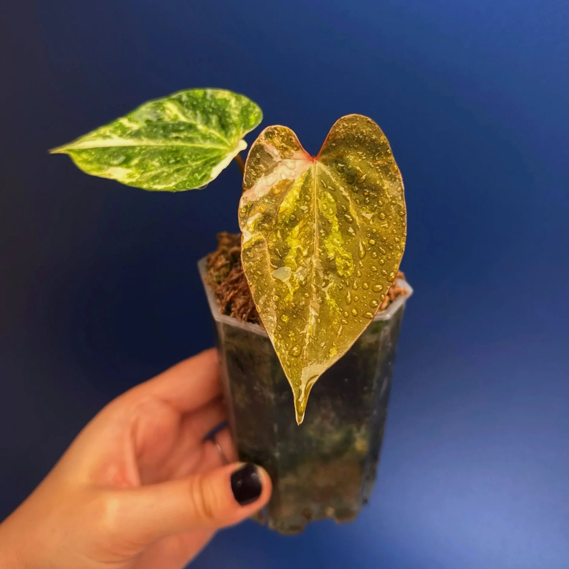 ANTHURIUM Variegated Magnificum x Red Vein Dark Phoenix | Rare Collector Plant Specialists | Melty Plants Australia