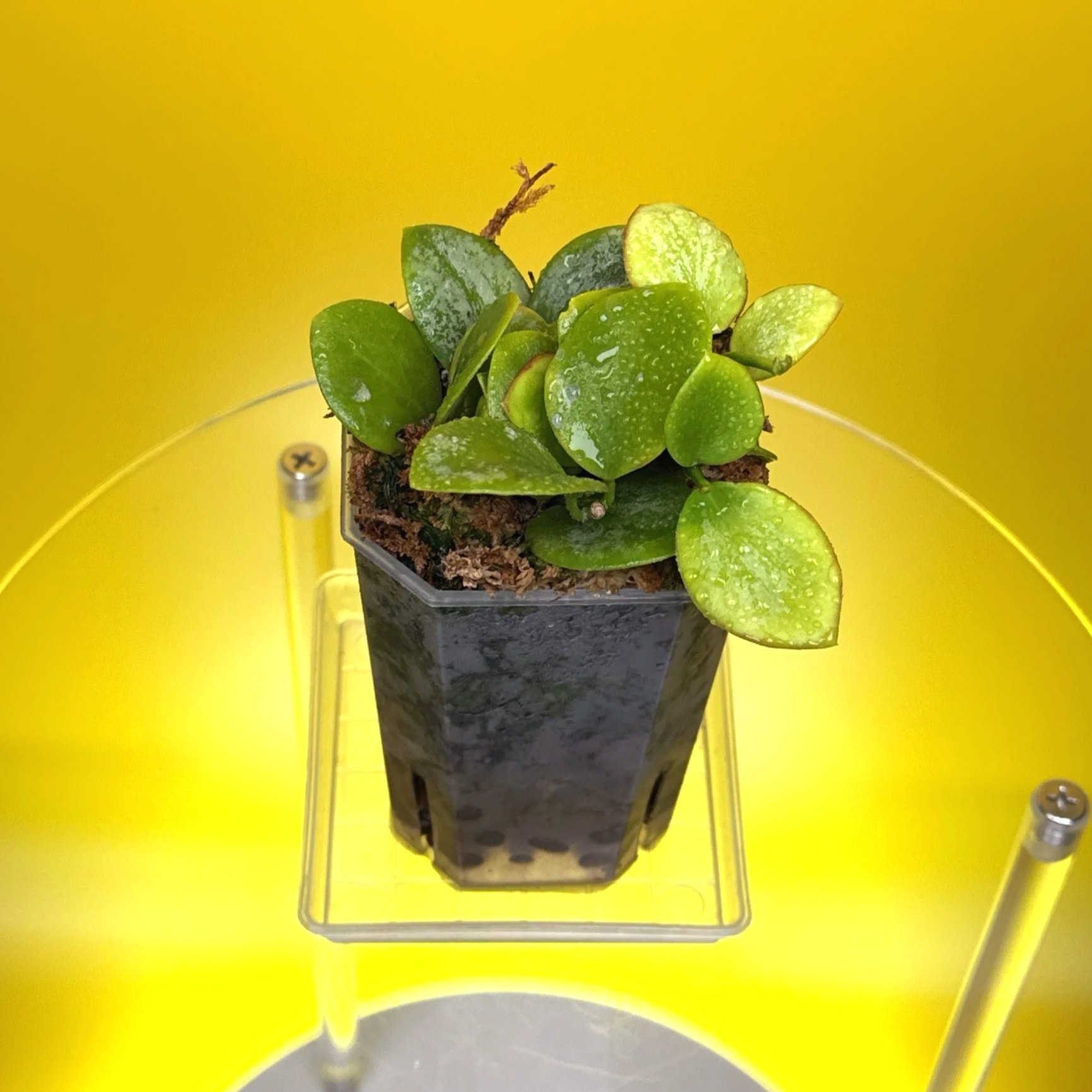 Hoya Collina in a small clear square pot for sale | Shop Rare Hoya Plants in Sydney, Australia | Melty Plants E-Store, Online