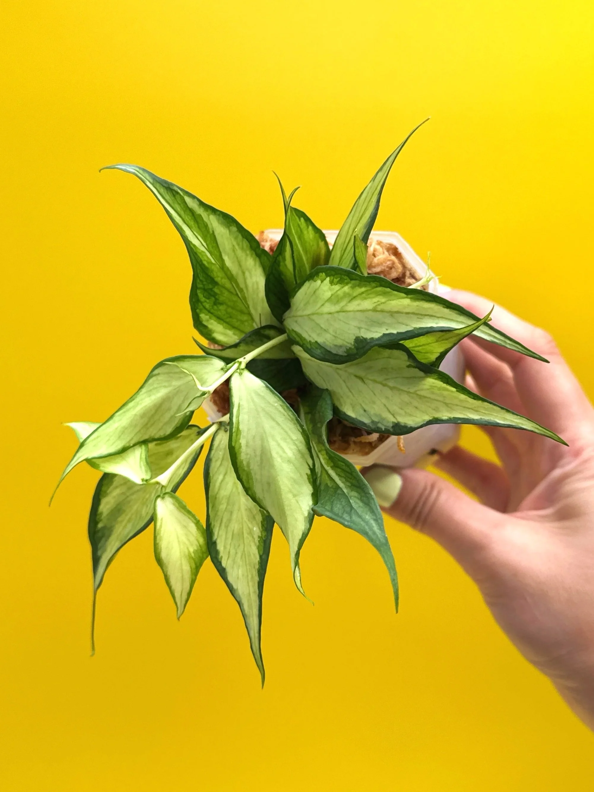 Hoya Polyneura Albomarginata Inner Variegated multi-planted in Small Square Clear Pot for sale | Shop Rare Variegated Hoya Houseplants in Sydney, Australia | Melty Plants E-Store, Online