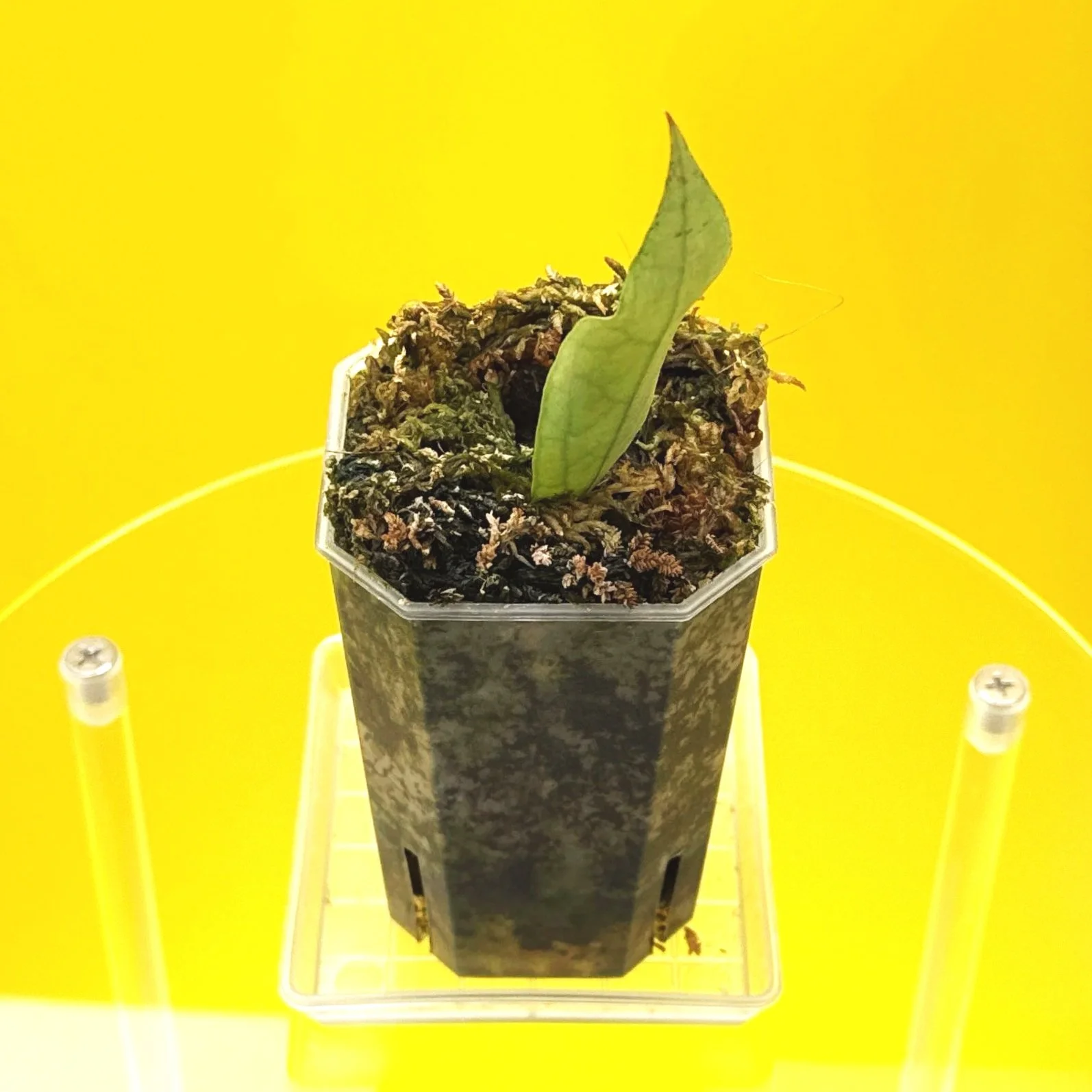 Hoya Sp. Germany Silver | Shop Rare Silver Hoya Houseplants from Sydney, Australia | Melty Plants E-Store Online