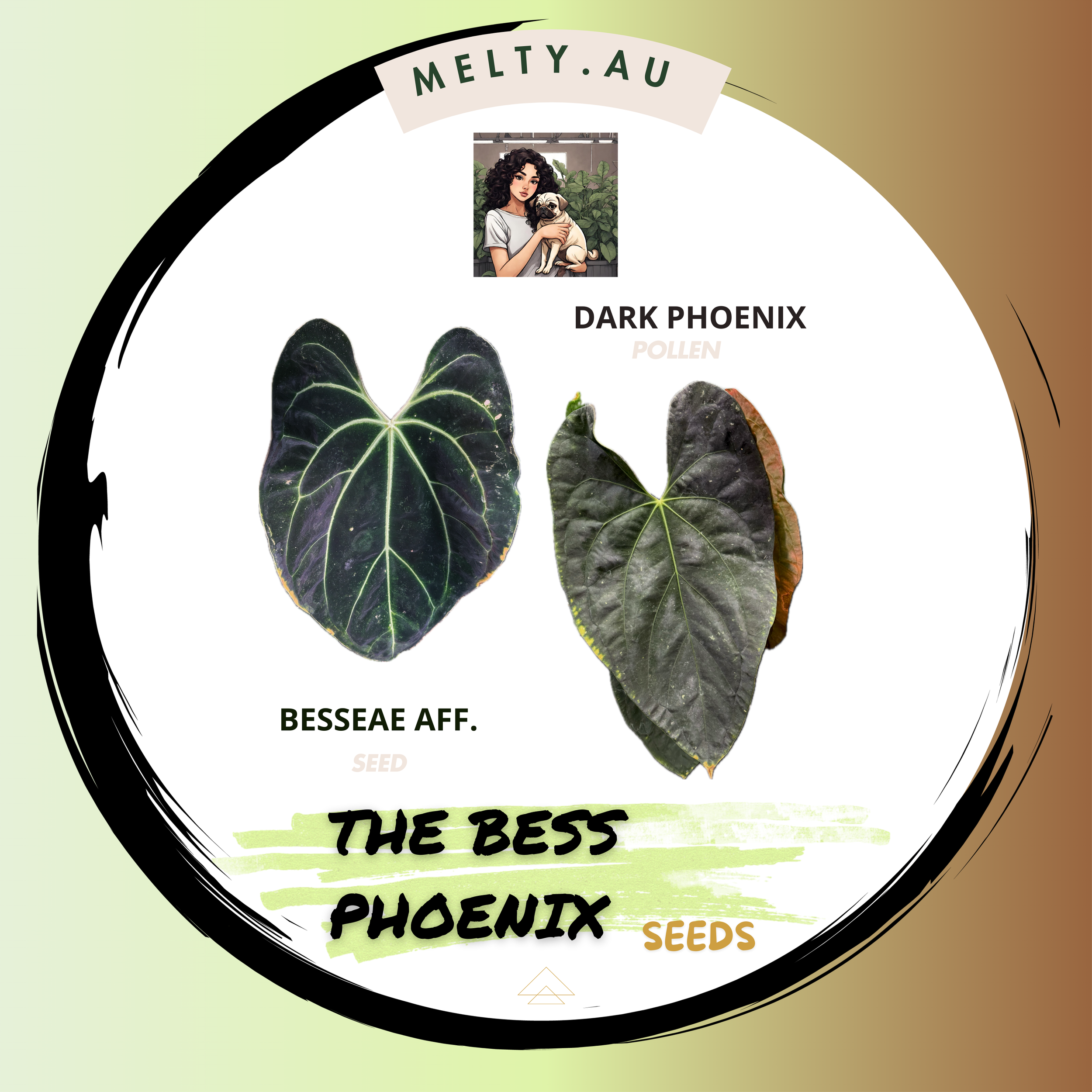 THE BESS PHOENIX | ANTHURIUM SEEDS