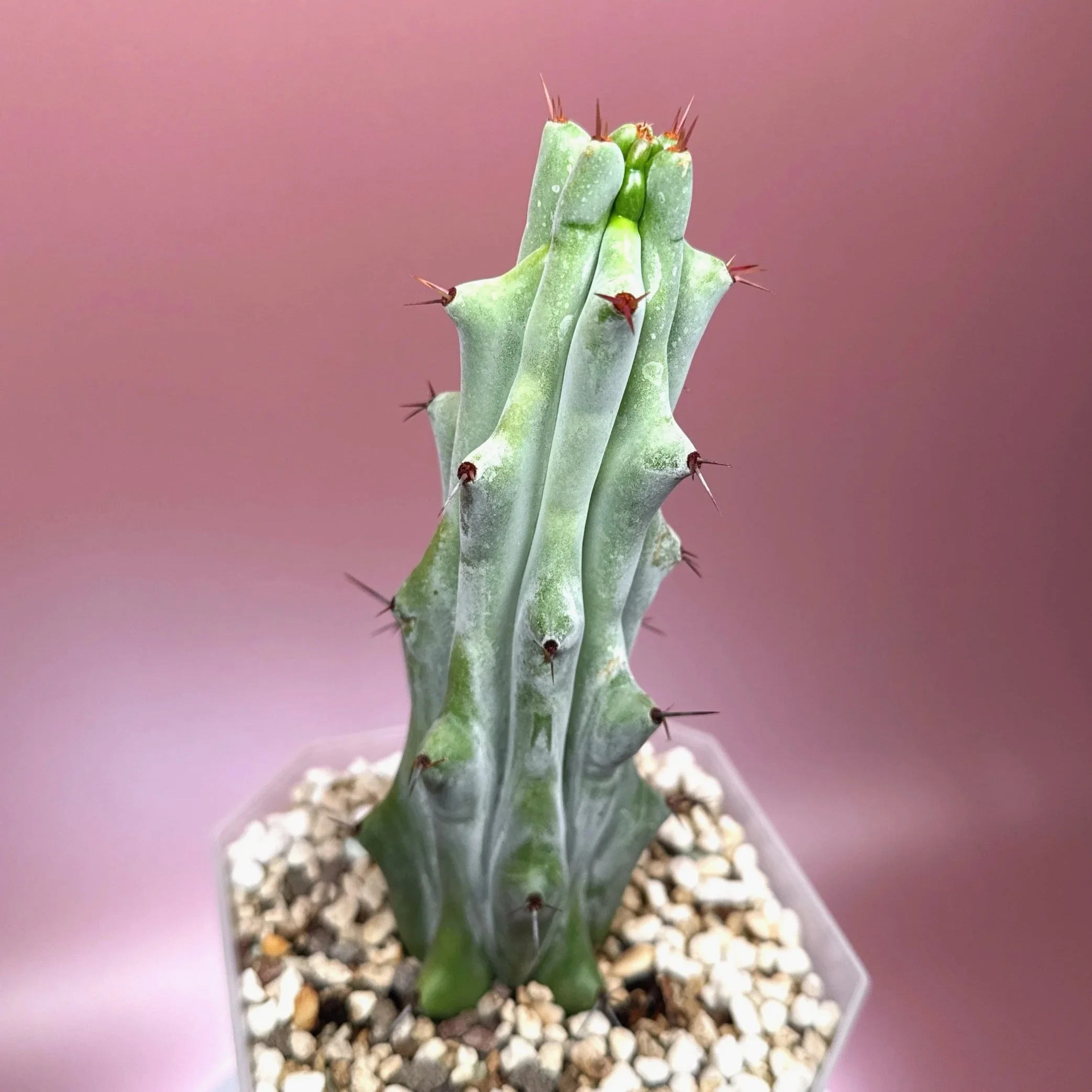 Cactus Stenocereus Beneckei 'Caterpillar' | Shop Rare White Cacti Plants in Sydney, Australia | Melty Plants E-Store Online