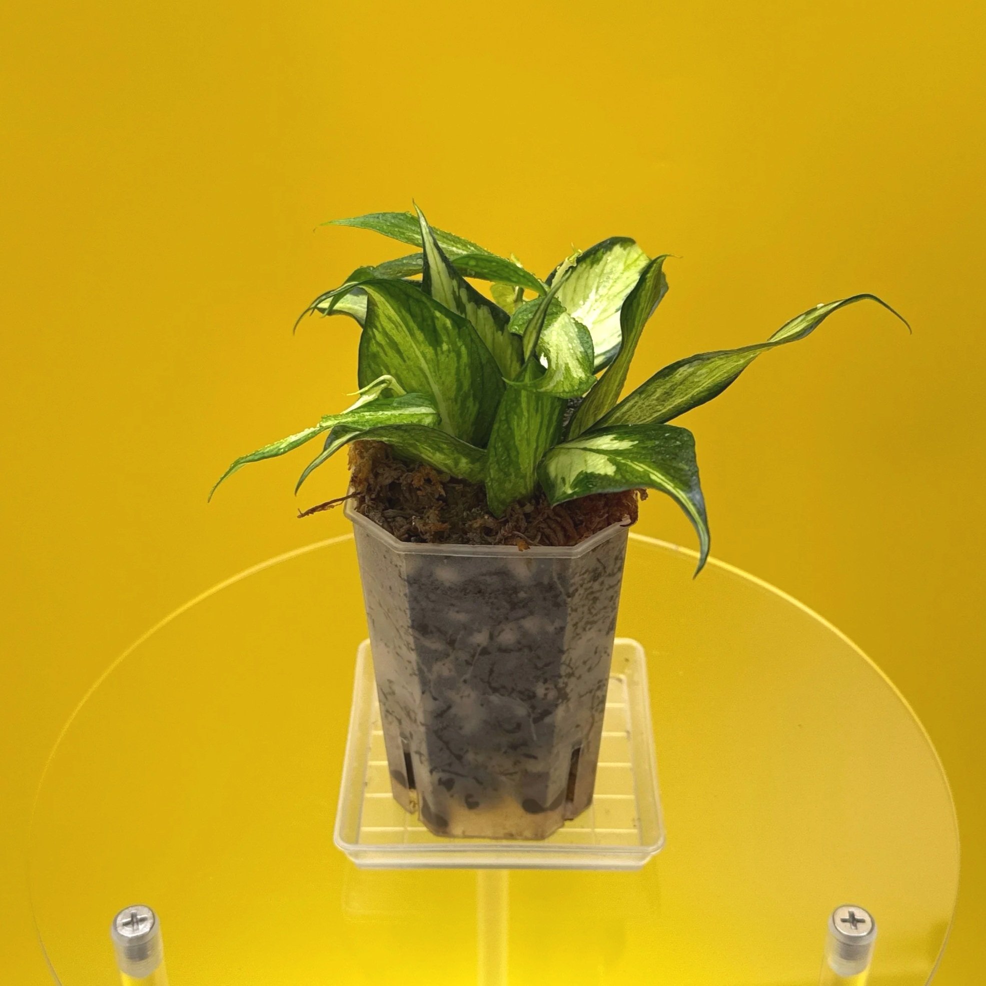 Hoya Polyneura Albomarginata Inner Variegated multi-planted in Small Square Clear Pot for sale | Shop Rare Variegated Hoya Houseplants in Sydney, Australia | Melty Plants E-Store, Online