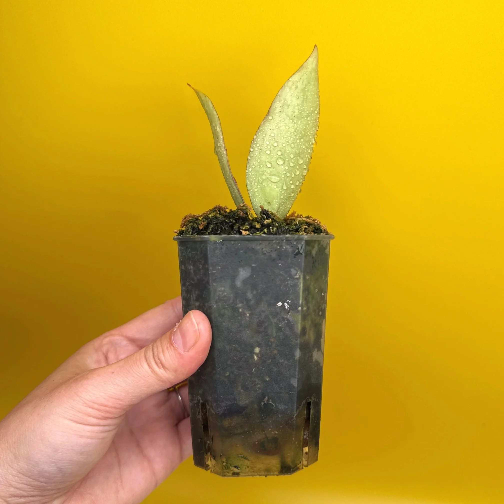Hoya Sp. Germany Silver | Shop Rare Silver Hoya Houseplants from Sydney, Australia | Melty Plants E-Store Online