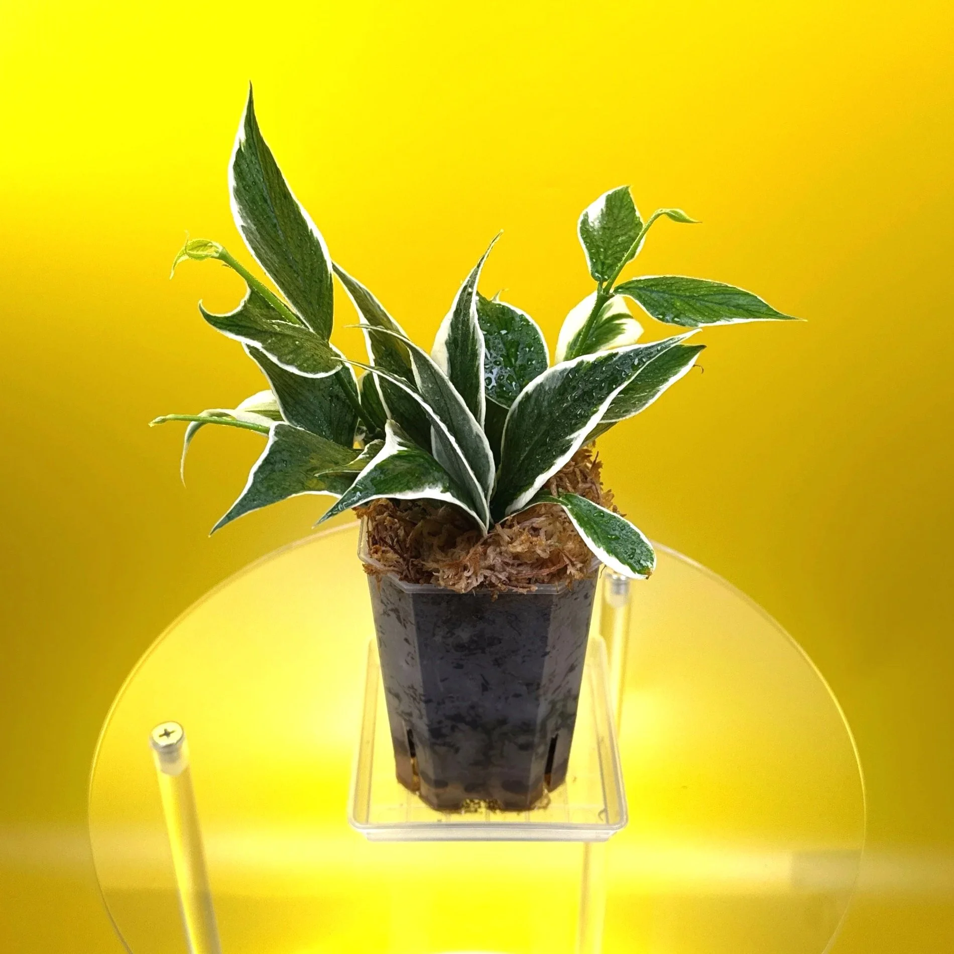 Hoya Polyneura Albomarginata | Shop Rare Hoya Houseplants in Sydney, Australia | Melty Plants E-Store, Online