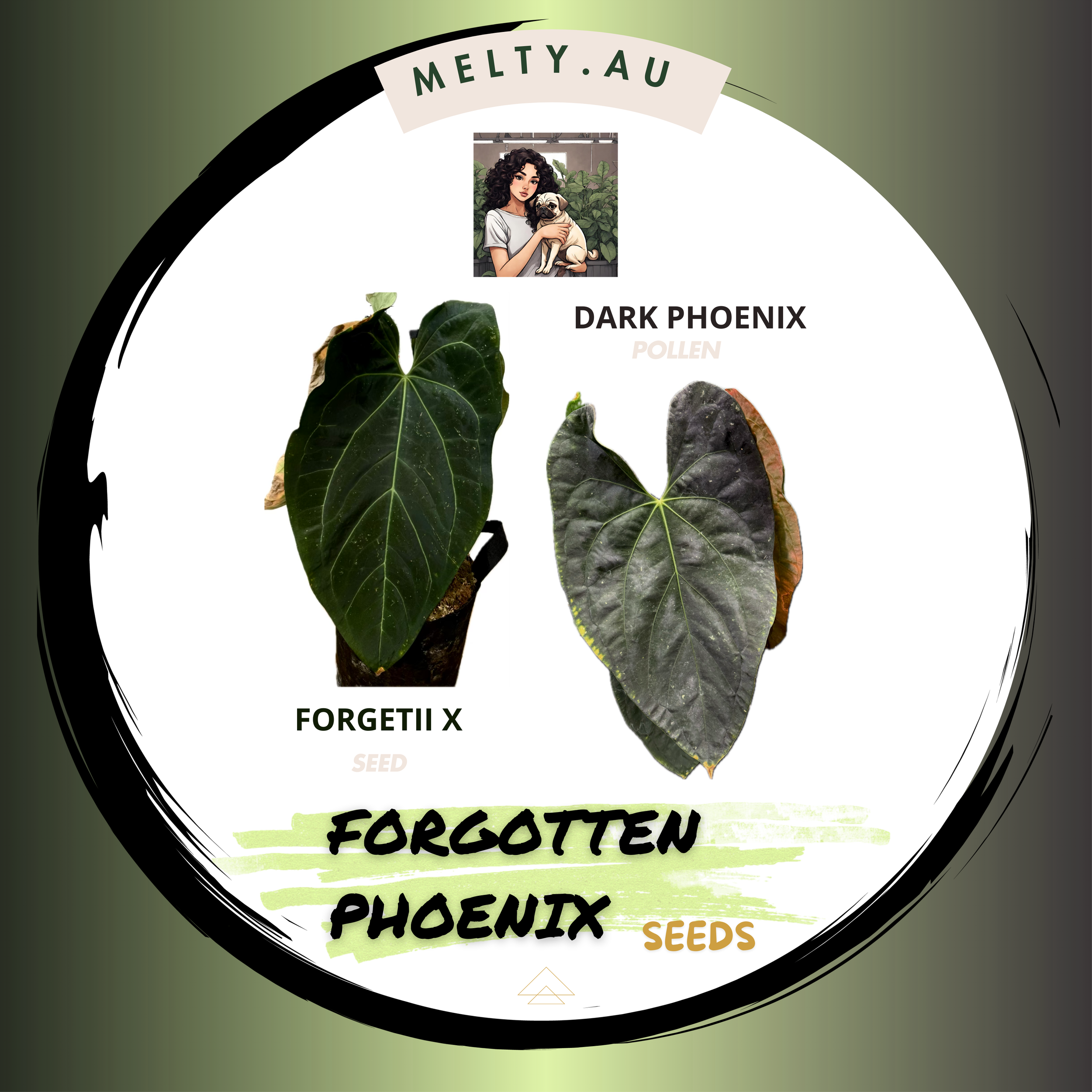 FORGOTTEN PHOENIX | ANTHURIUM SEEDS