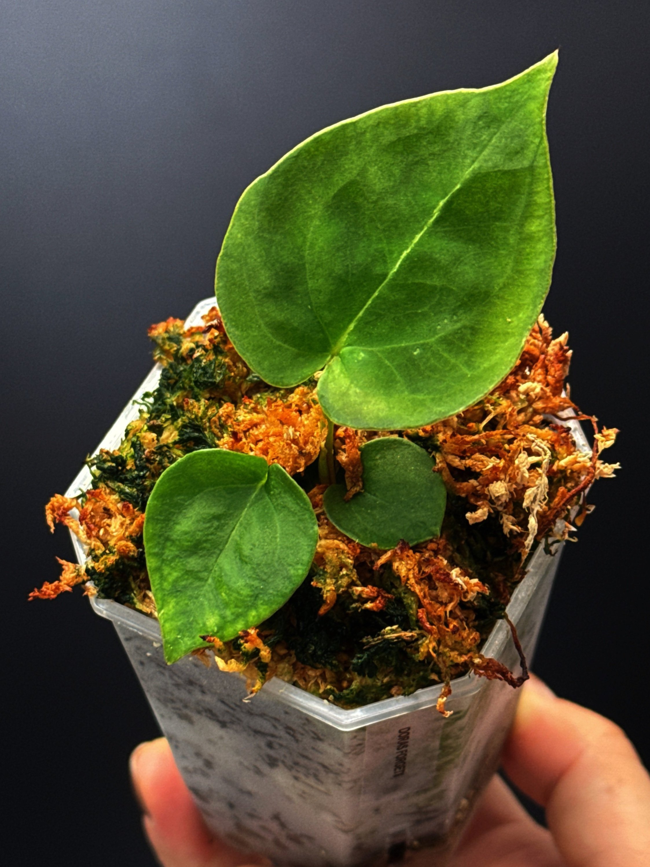 ANTHURIUM DORAS FORGETII | ANTHURIUM DORAYAKI X DARK FORGETII | SHOP RARE AUSTRALIAN ANTHURIUM HYBRID HOUSEPLANTS | MELTY PLANTS E-STORE, ONLINE