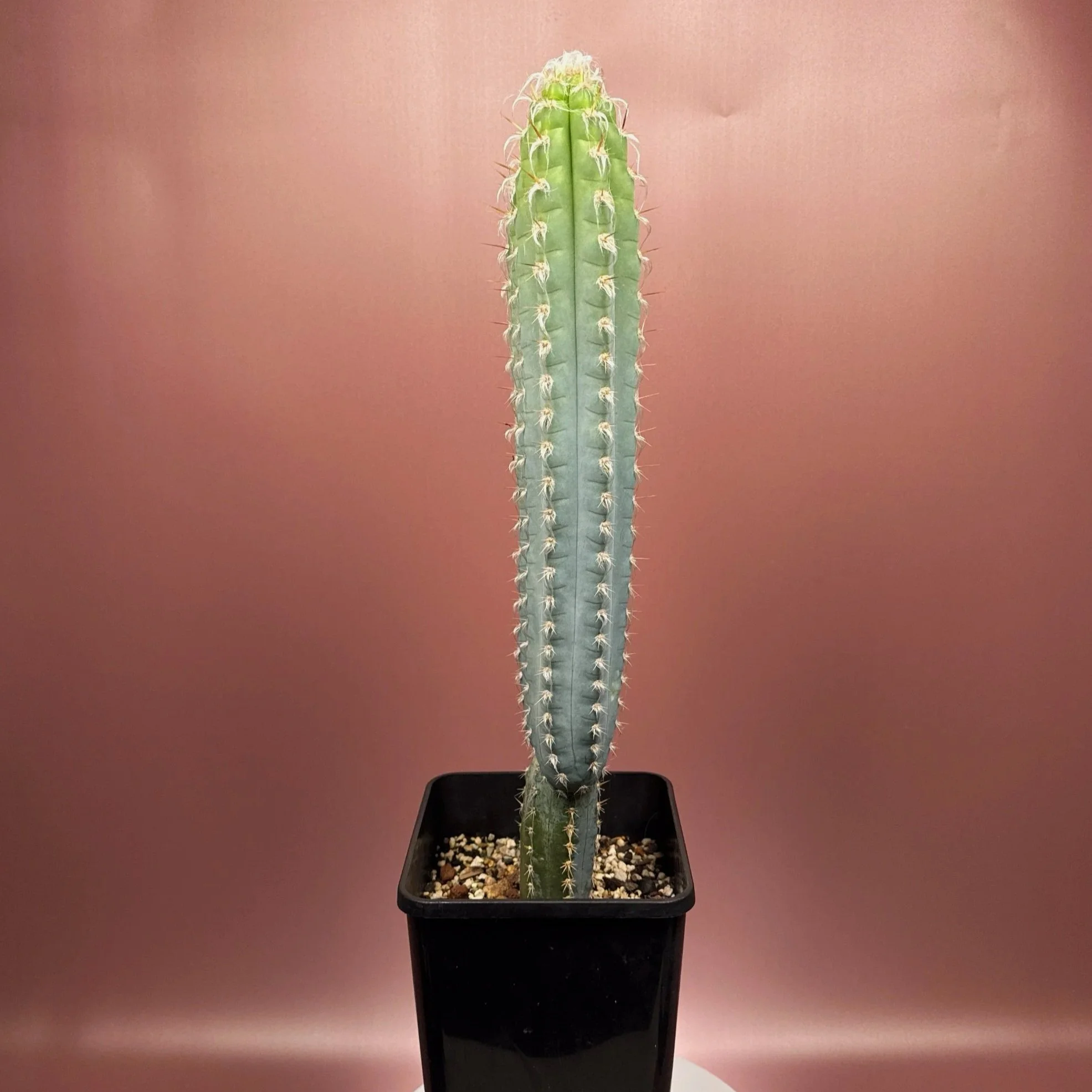 Rare Cactus Pilosocereus Pachycladus﻿ 'Woolly Blue Torch'. A mature double headed specimen. Featured in an extra large square pot for sale on Melty Plants Australia online store in Sydney Australia.