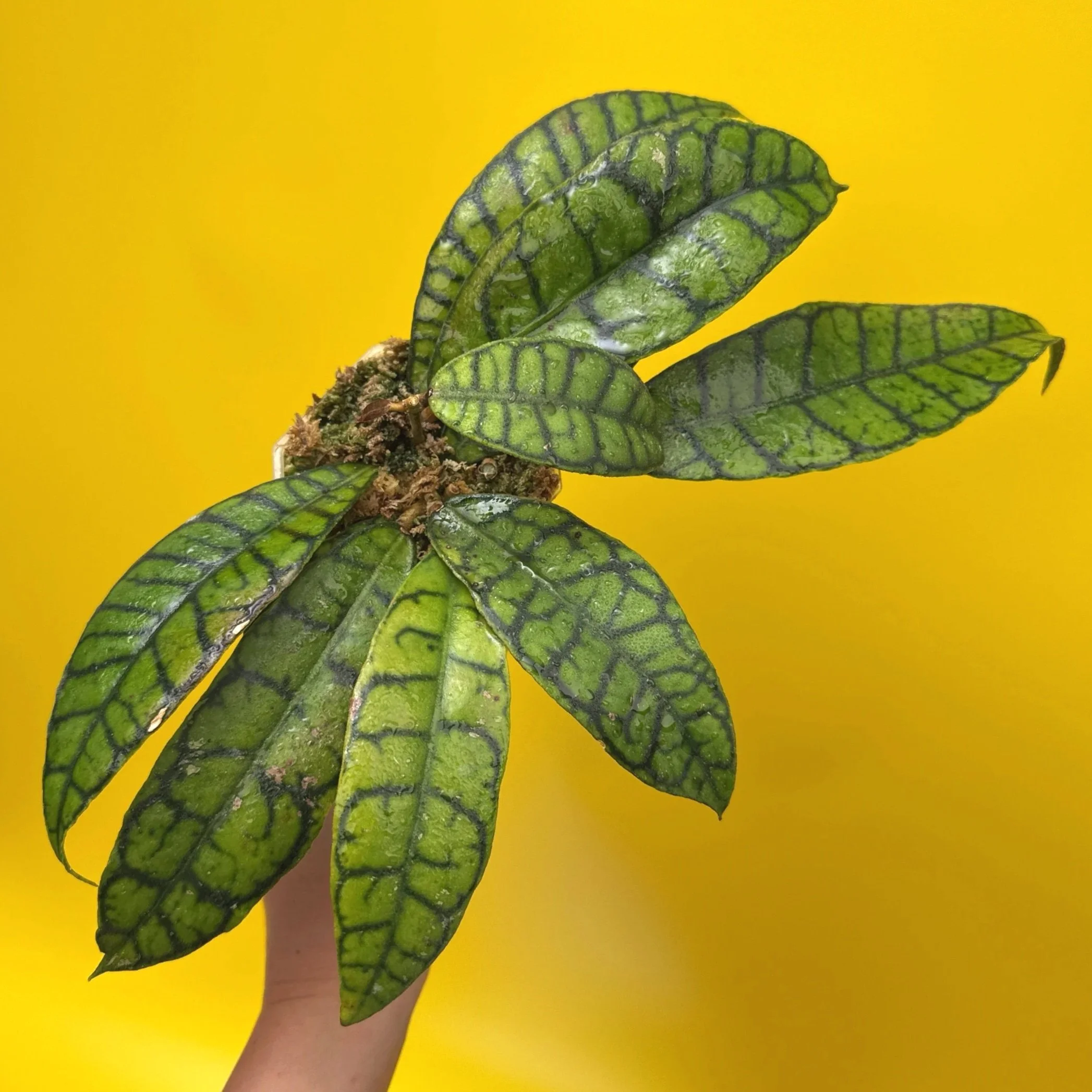 HOYA Callistophylla Sp. Kalimantan 'Short Leaf'