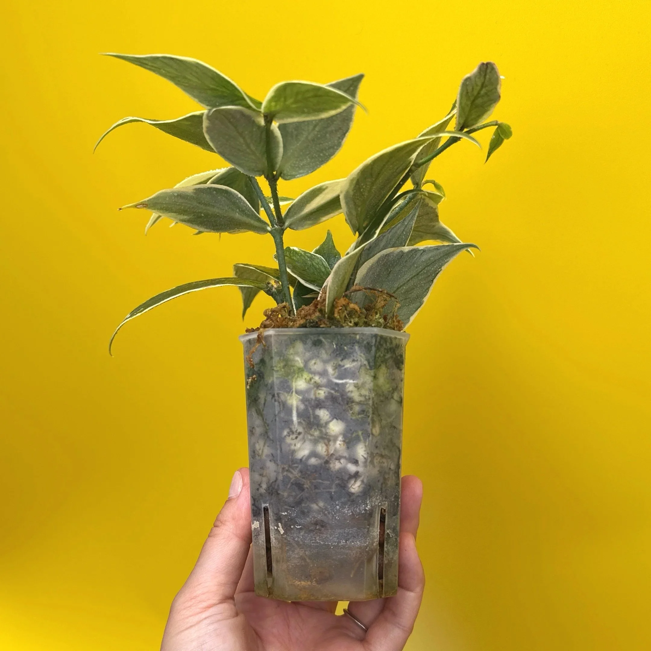 Hoya Polyneura Albomarginata | Shop Rare Hoya Houseplants in Sydney, Australia | Melty Plants E-Store, Online