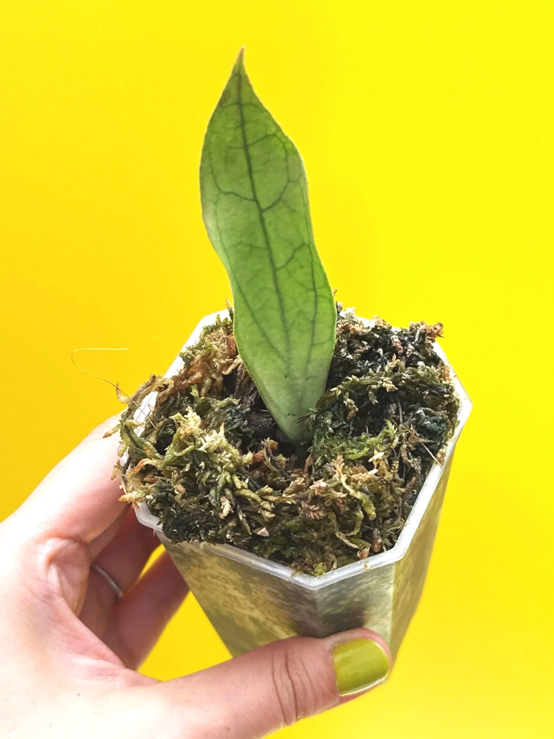 HOYA Sp. Germany Silver