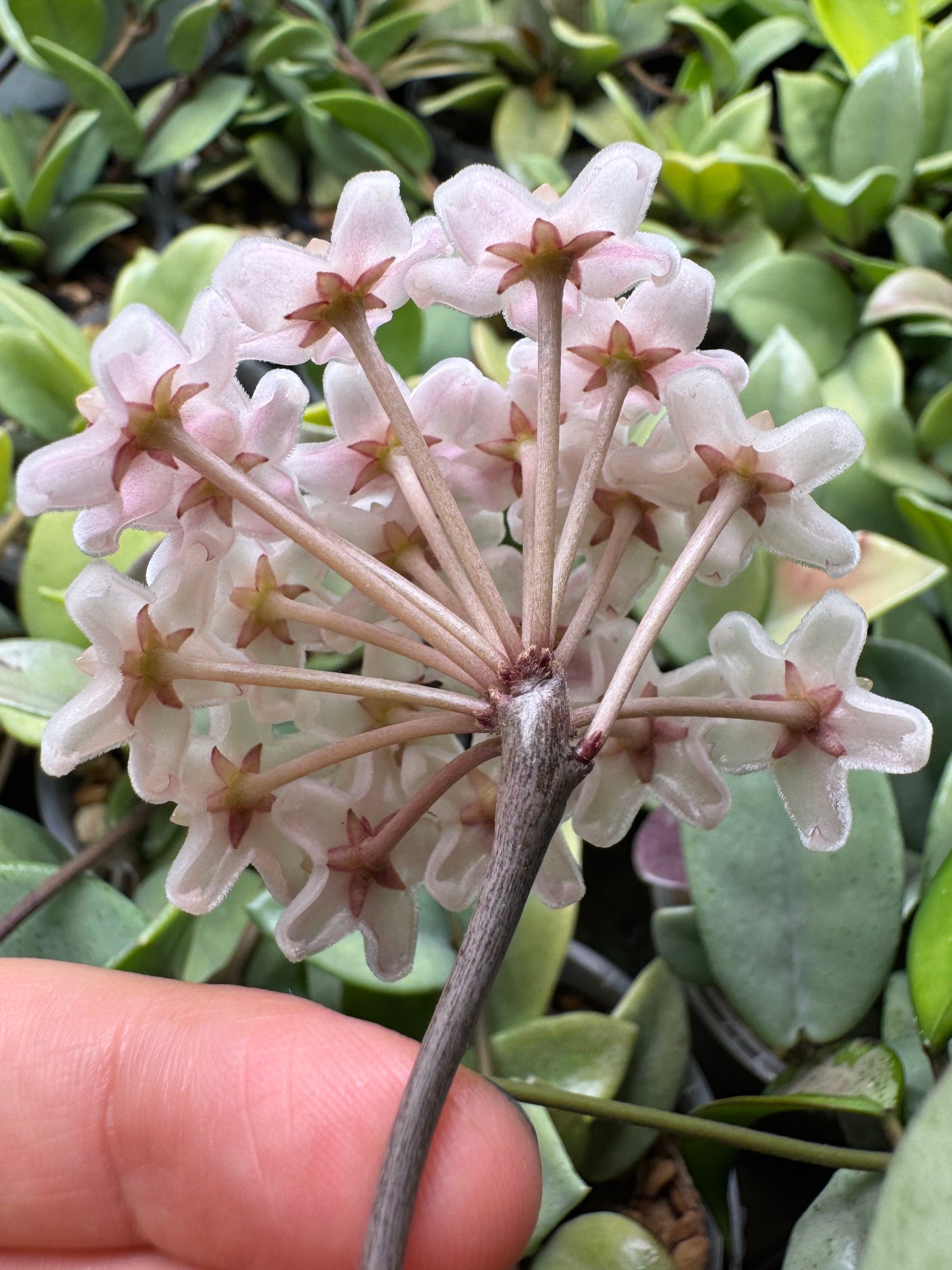 Hoya Carnosa Wilbur Graves Super Silver Flower Bloom