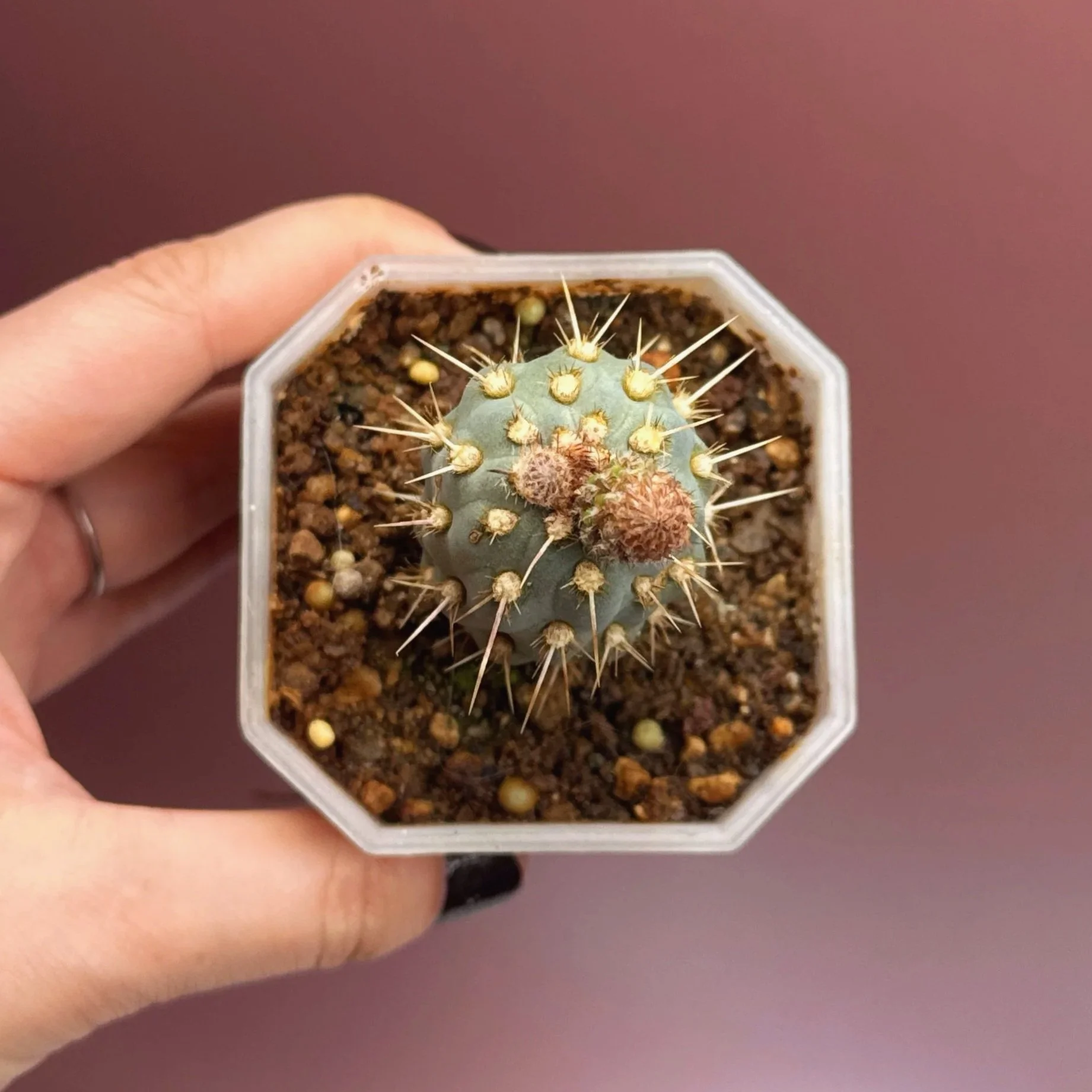 Cactus Miqueliopuntia Miquelii | Shop Rare Blue Cacti in Sydney, Australia | Melty Plants E-Store, Online