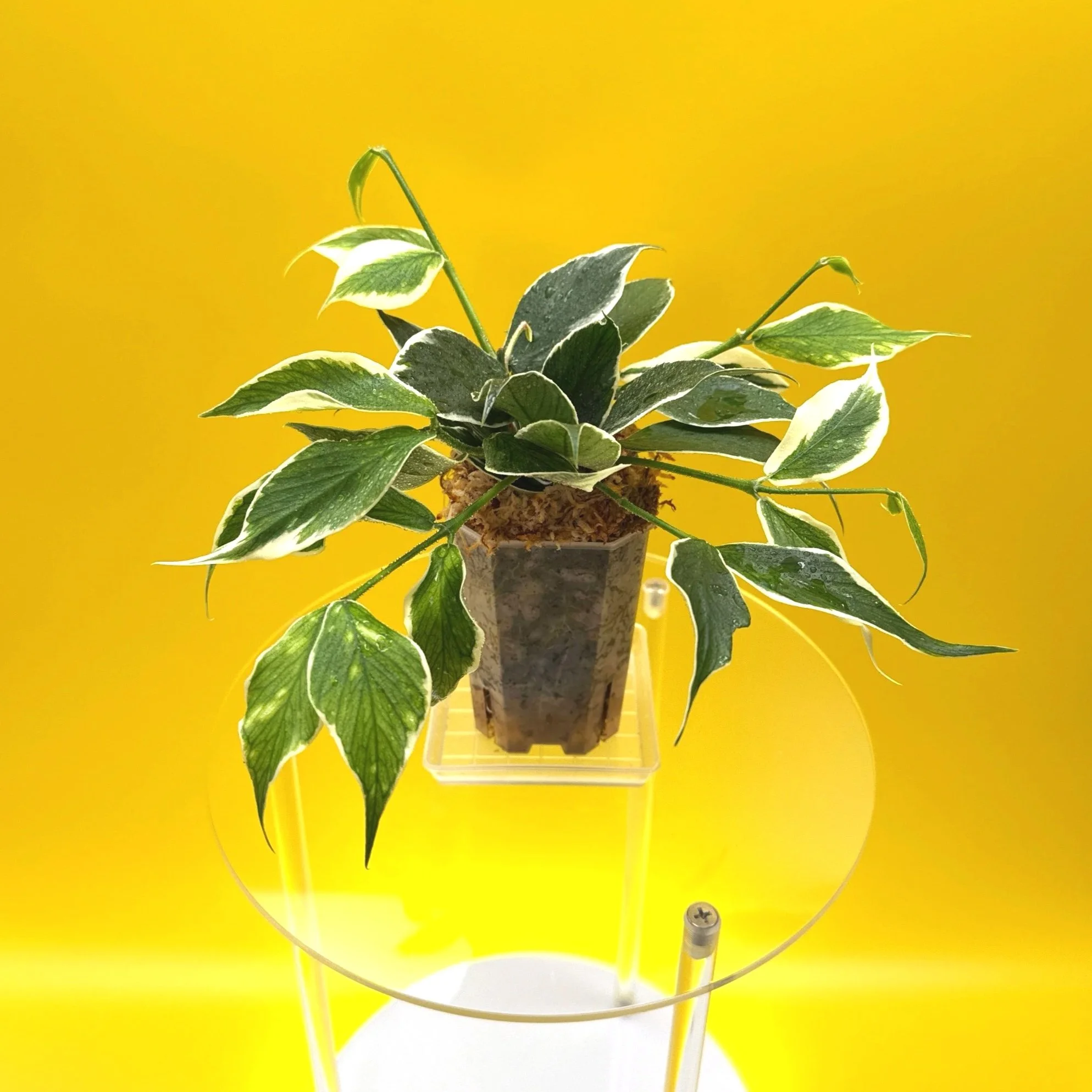 Hoya Polyneura Albomarginata | Shop Rare Hoya Houseplants in Sydney, Australia | Melty Plants E-Store, Online