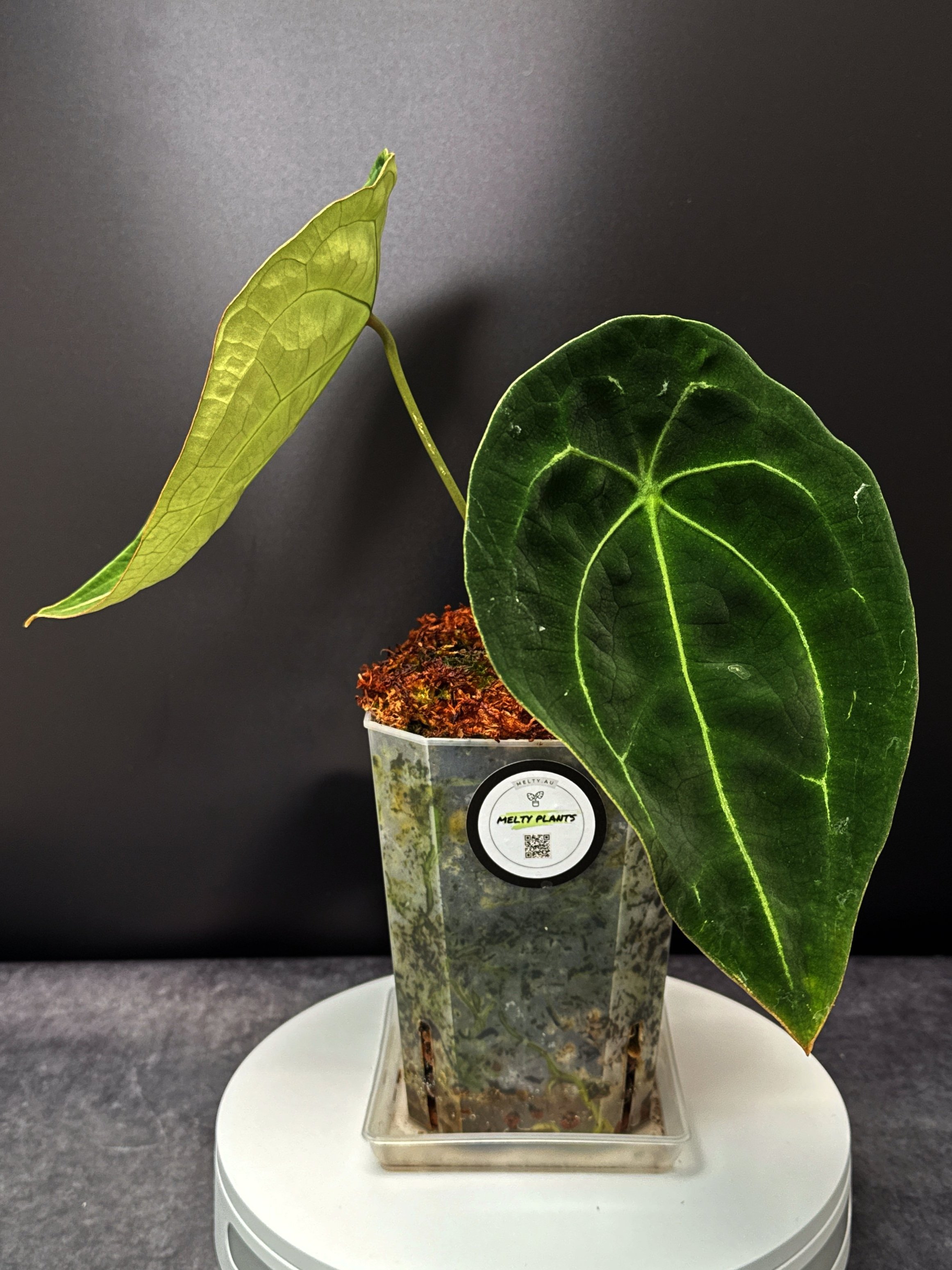 Anthurium Forgetii plant in a Large clear square pot + saucer | Shop Rare Anthurium Houseplants in Sydney Australia | Melty Plants Shop E-Store, Online