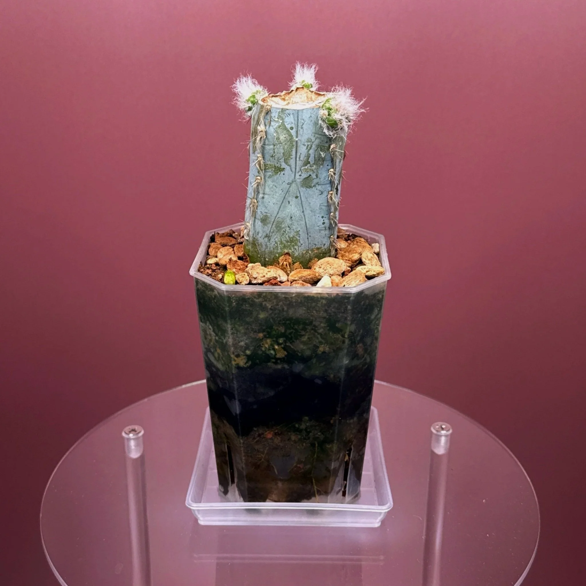 Rare Cactus Pilosocereus Pachycladus﻿ 'Woolly Blue Torch' in a medium clear square pot for sale on Melty Plants Australia online store in Sydney Australia.