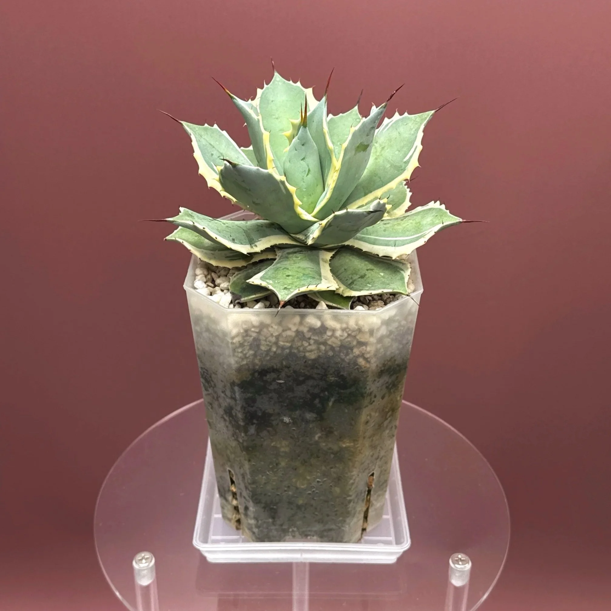 AGAVE Potatorum 'EyeScream'