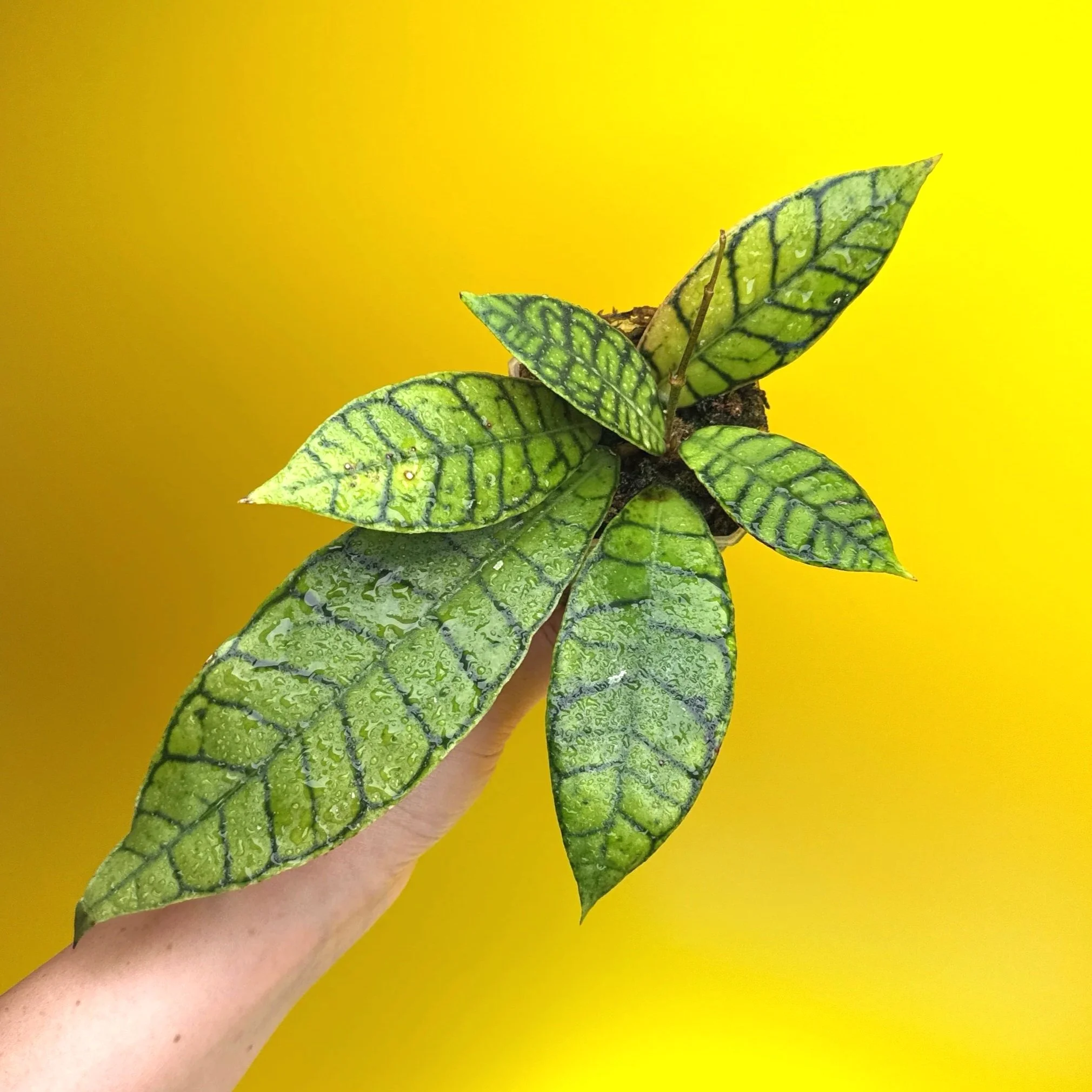 HOYA Callistophylla Short Leaf Kalimantan | Rare Collector Plant Specialists | Melty Plants Australia