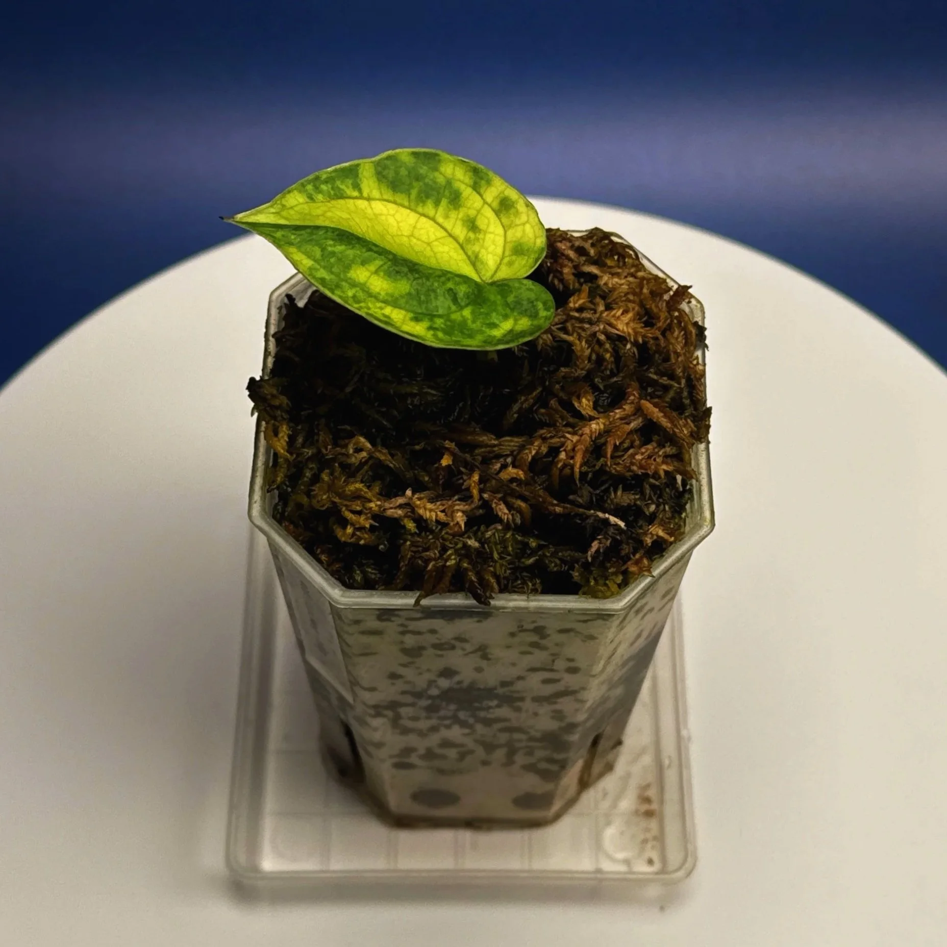 Anthurium 'Lux.Mag' Var. Magnificum x Luxurians –Variegated | Shop Ultra Rare Variegated Anthuriums online from Sydney, Australia | Melty Plants E-Store, Online
