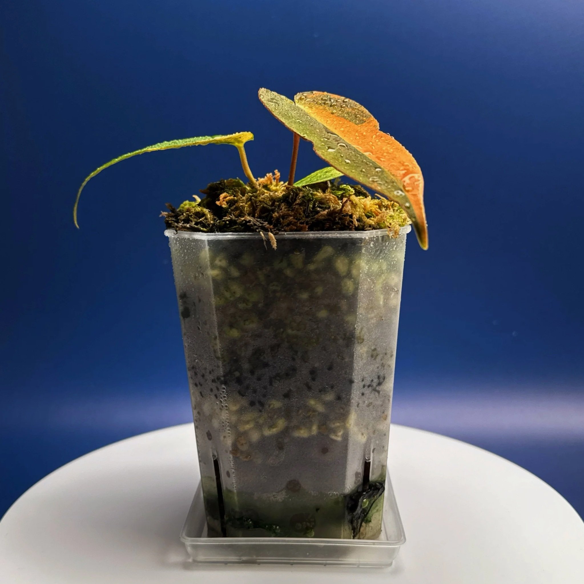 Anthurium (Var. Forgetii x Dark Pap) x Aus Black Cherry Red – Variegated | Shop Ultra Rare Variegated Anthuriums online from Sydney, Australia | Melty Plants E-Store, Online