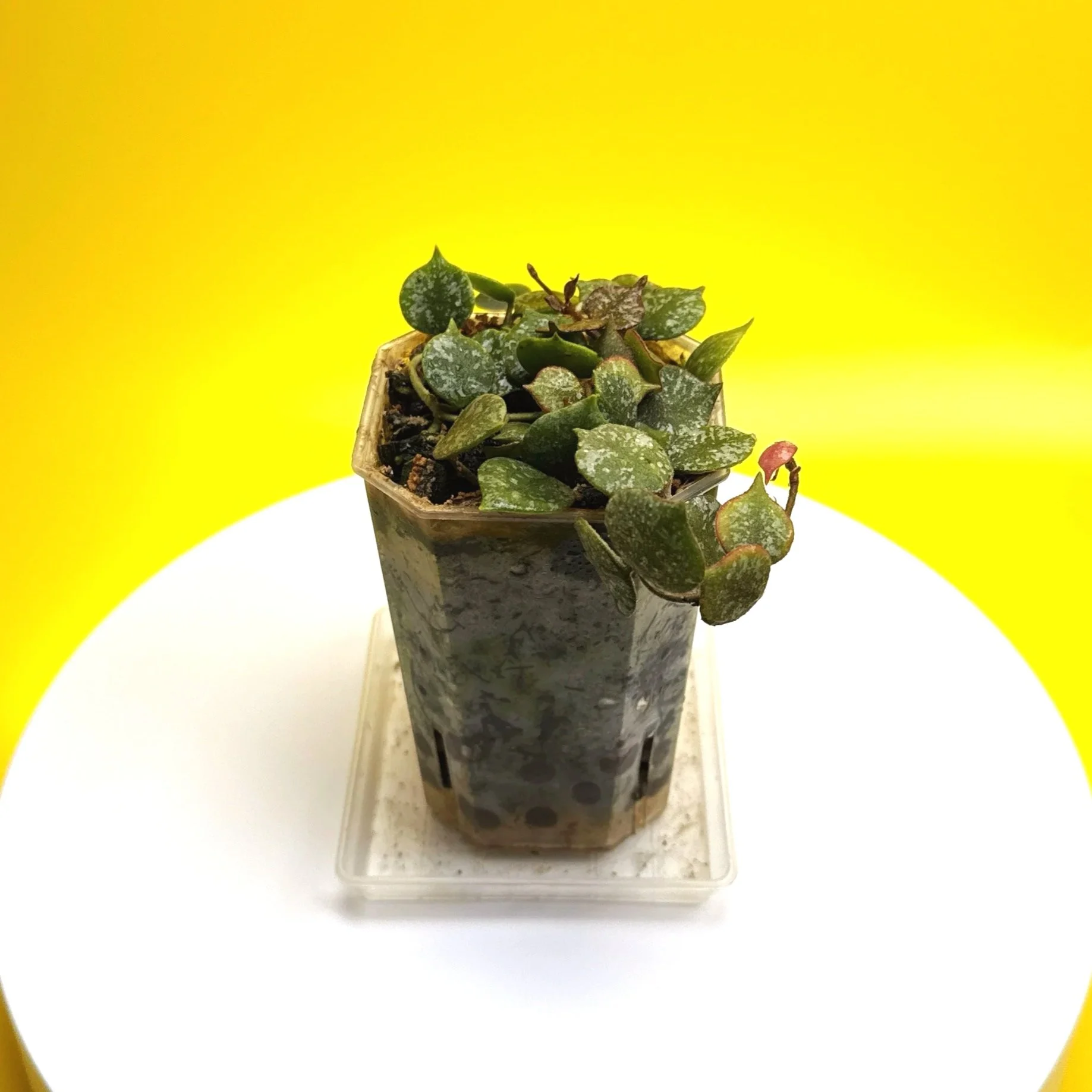 Hoya Curtisii multi-planted in a Small Square Clear Pot for sale | Shop Rare Hoya Houseplants in Sydney, Australia | Melty Plants E-Store, Online
