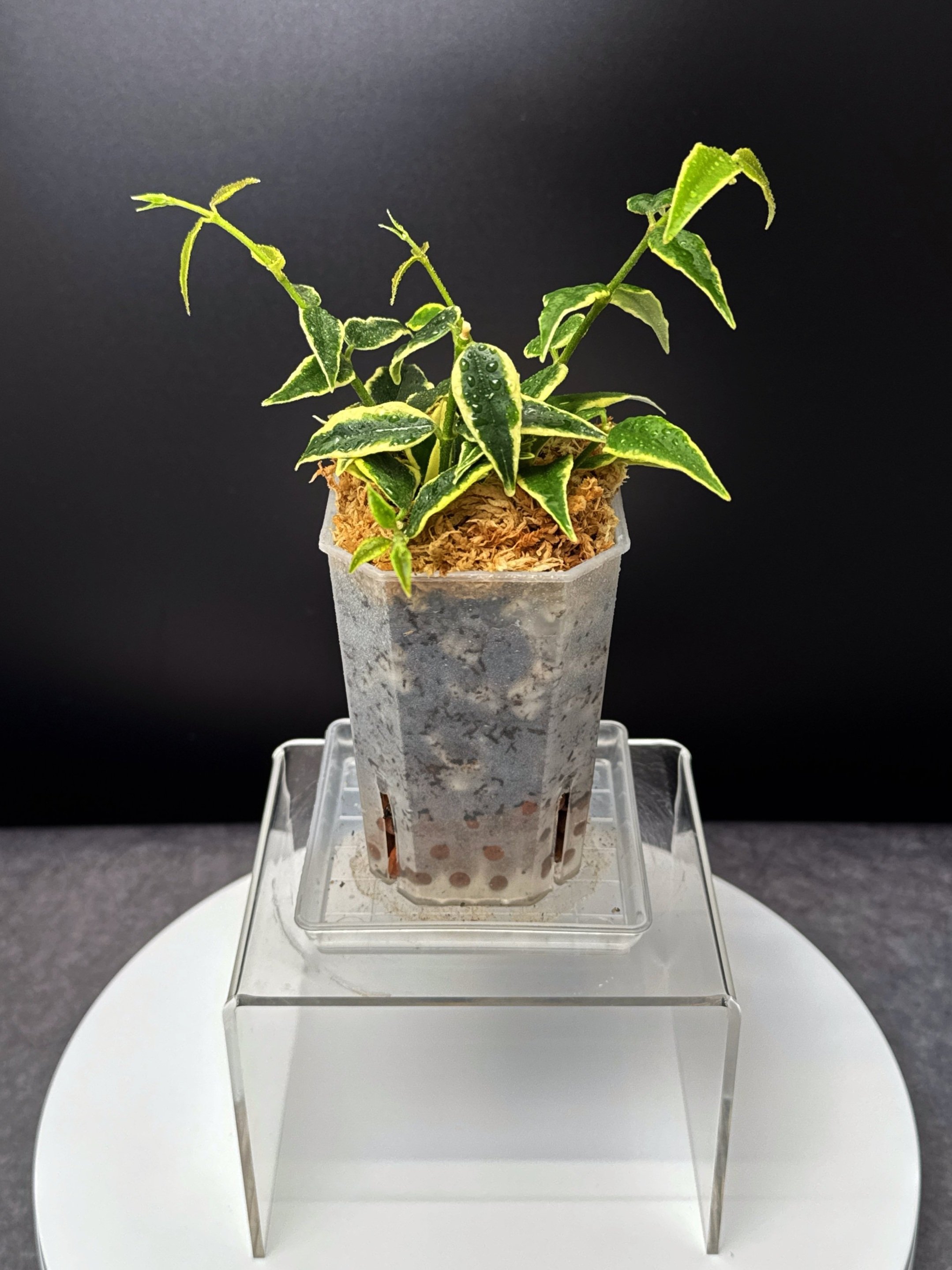 Hoya Bella Albomarginata in a Small Square, Clear Pot for sale | Shop Rare Hoya Houseplants in Sydney, Australia | Melty Plants E-Store Online