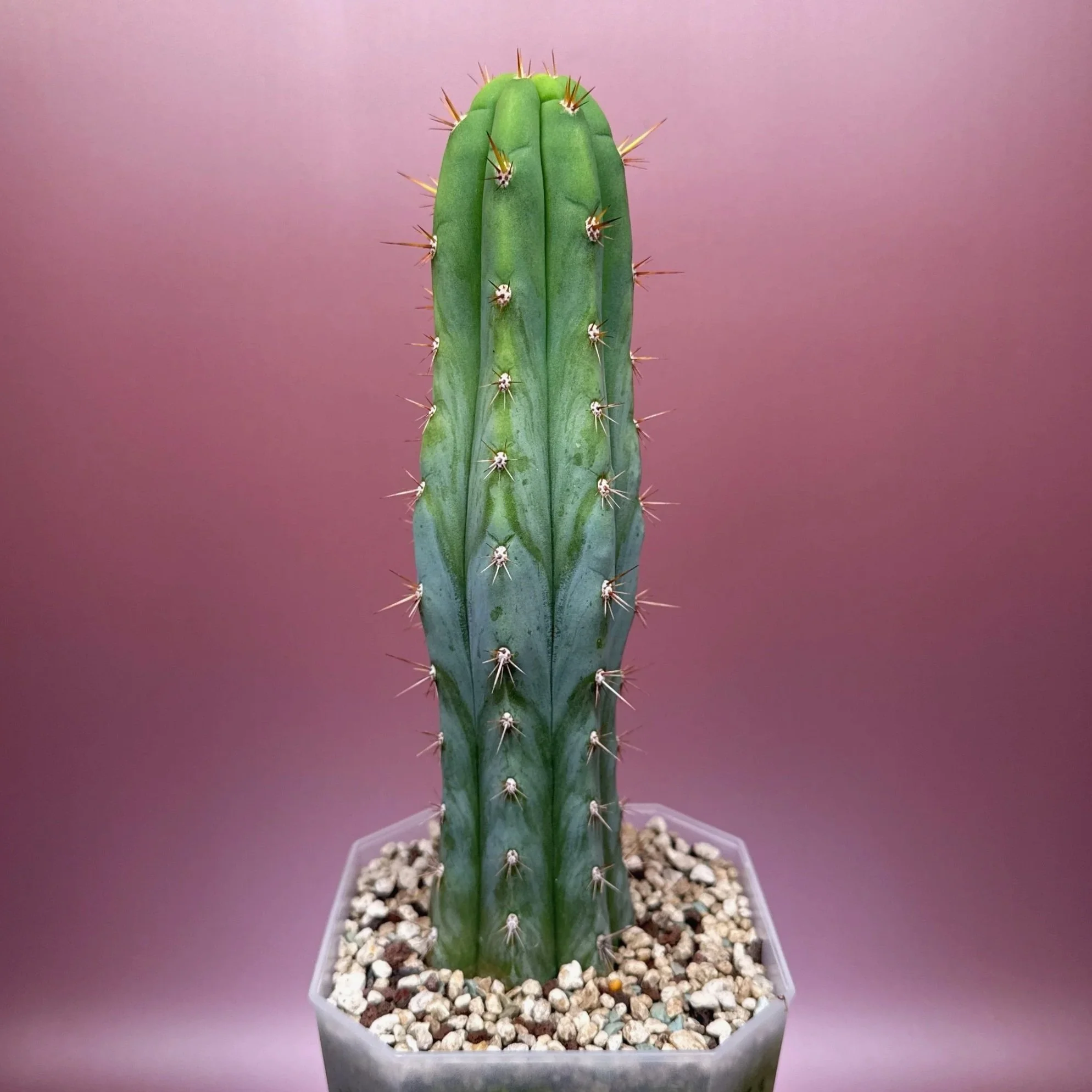 Cactus Trichocereus Peruvianus 'Len x Sharxx Blue' - Frosty | Shop Rare Frosty Blue Cacti in Sydney, Australia | Melty Plants E-Store, Online