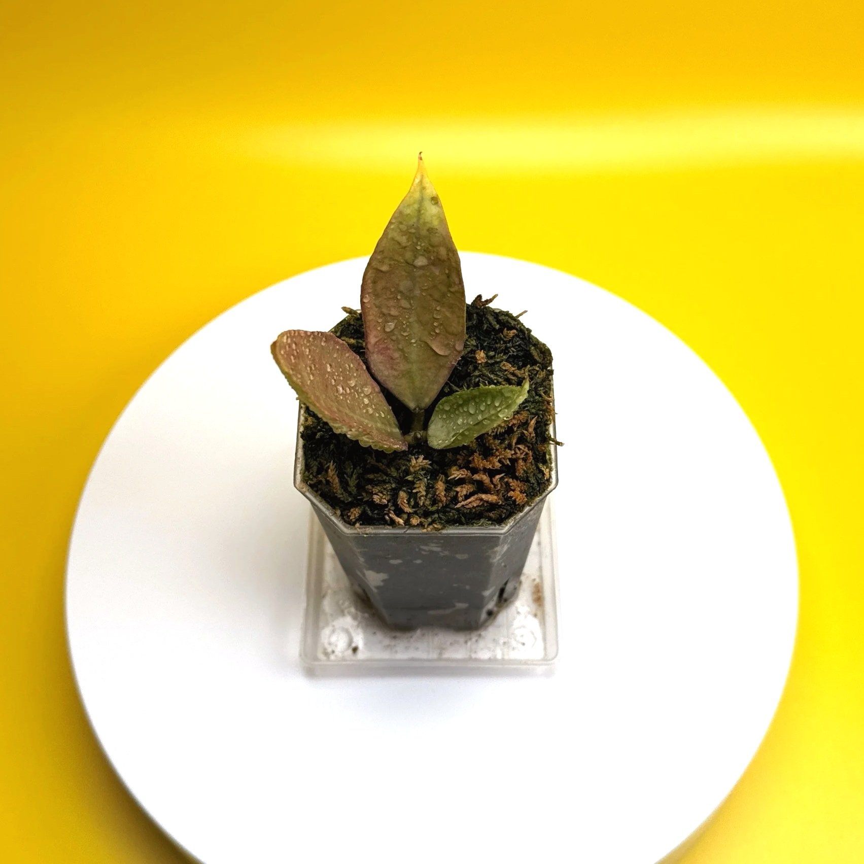 Hoya Sp. Germany Silver | Shop Rare Silver Hoya Houseplants from Sydney, Australia | Melty Plants E-Store Online