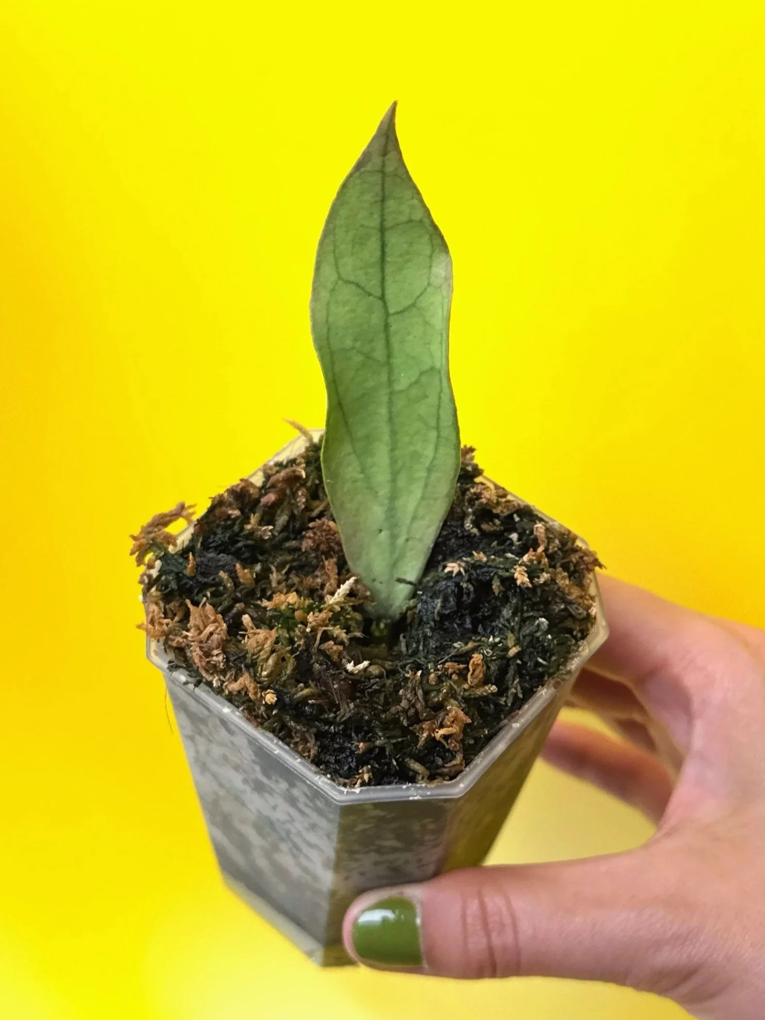 HOYA Sp. Germany Silver