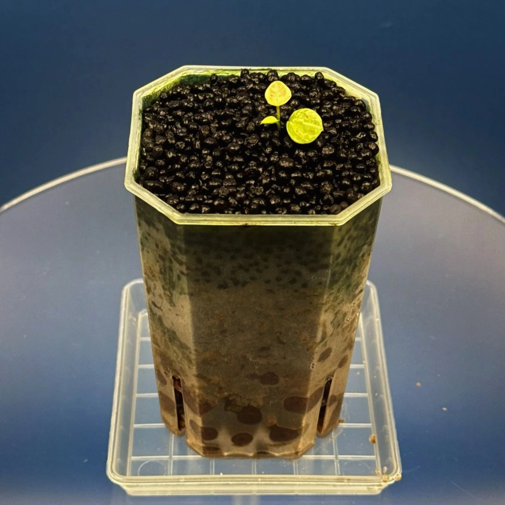 Anthurium Variegated Forgetii x Red Forgetii -Variegated | Shop Ultra Rare Variegated Anthuriums online from Sydney, Australia | Melty Plants E-Store