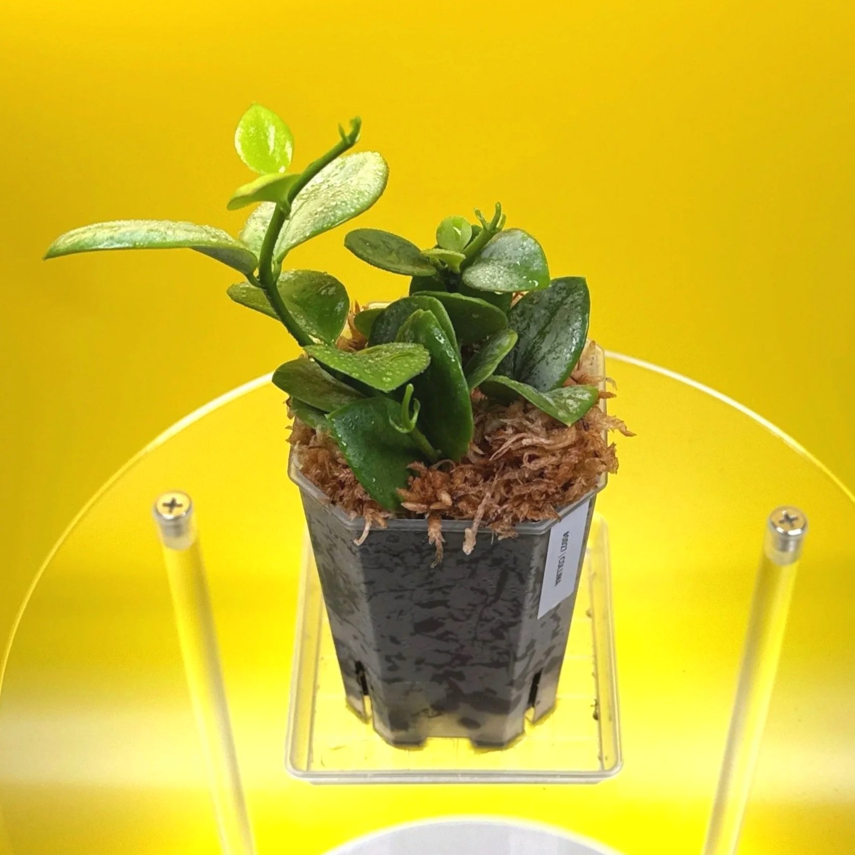 Hoya Collina in a small clear square pot for sale | Shop Rare Hoya Plants in Sydney, Australia | Melty Plants E-Store, Online