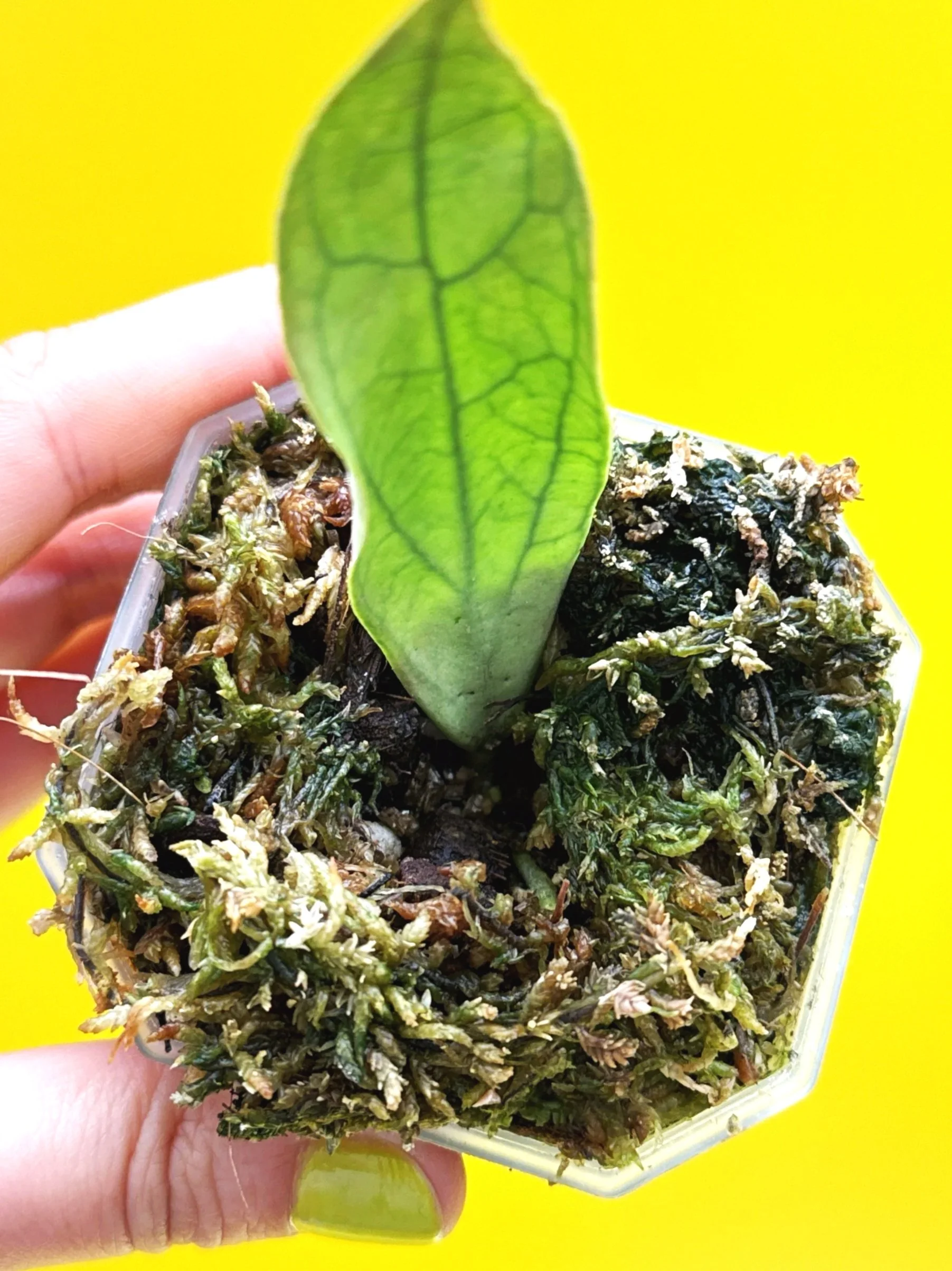 Hoya Sp. Germany Silver | Shop Rare Silver Hoya Houseplants from Sydney, Australia | Melty Plants E-Store Online