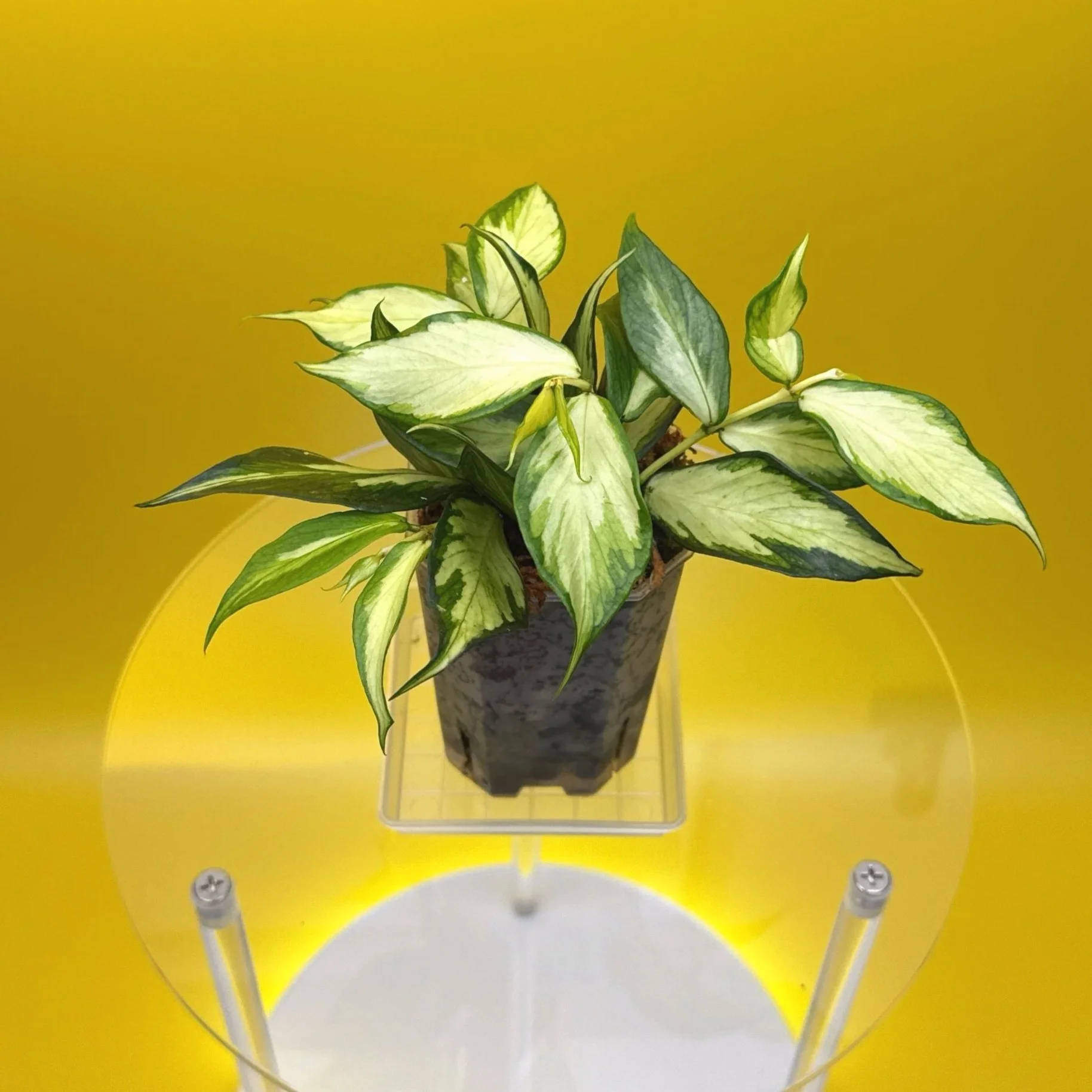 Hoya Polyneura Albomarginata Inner Variegated multi-planted in Small Square Clear Pot for sale | Shop Rare Variegated Hoya Houseplants in Sydney, Australia | Melty Plants E-Store, Online